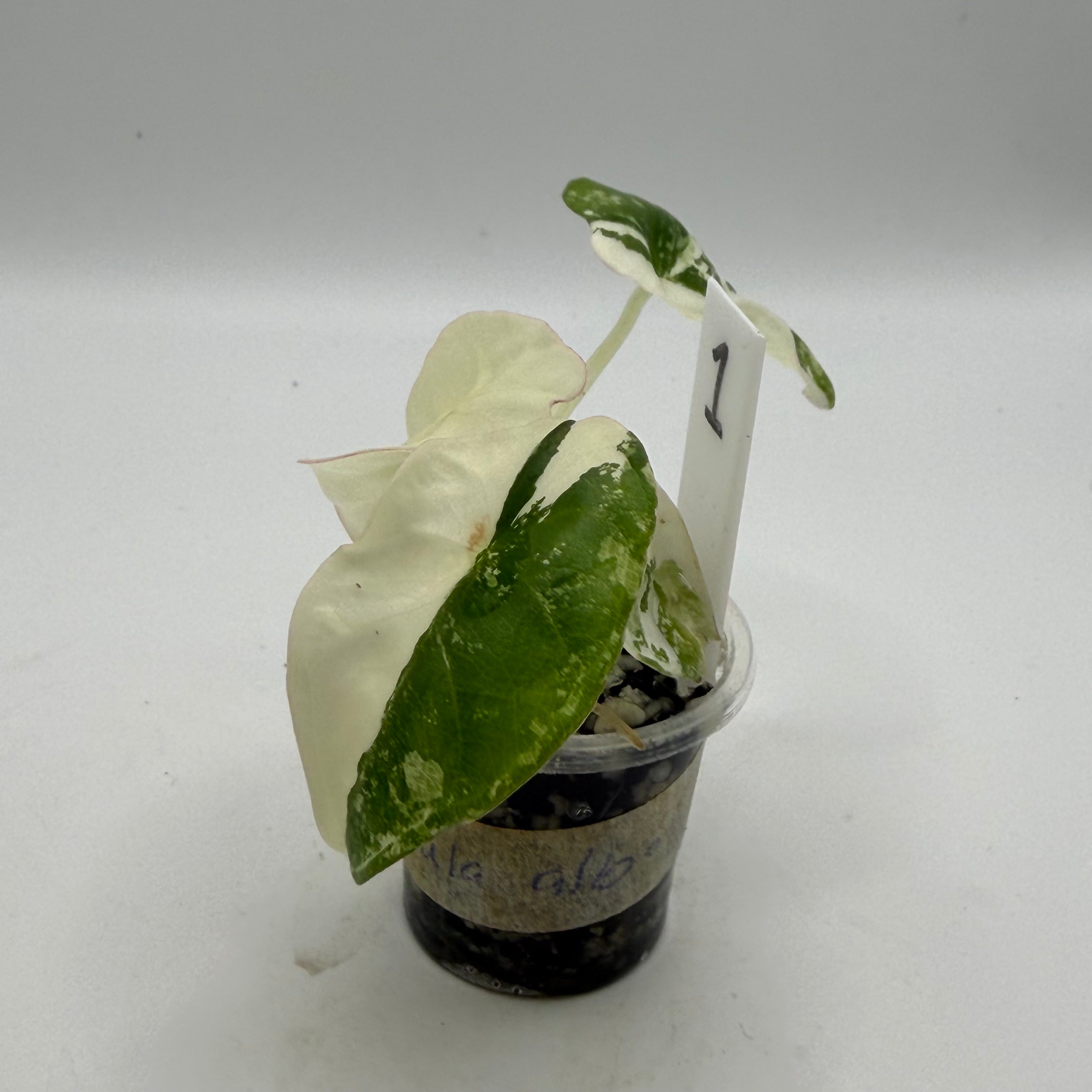 Alocasia Nebula albo/pink #1