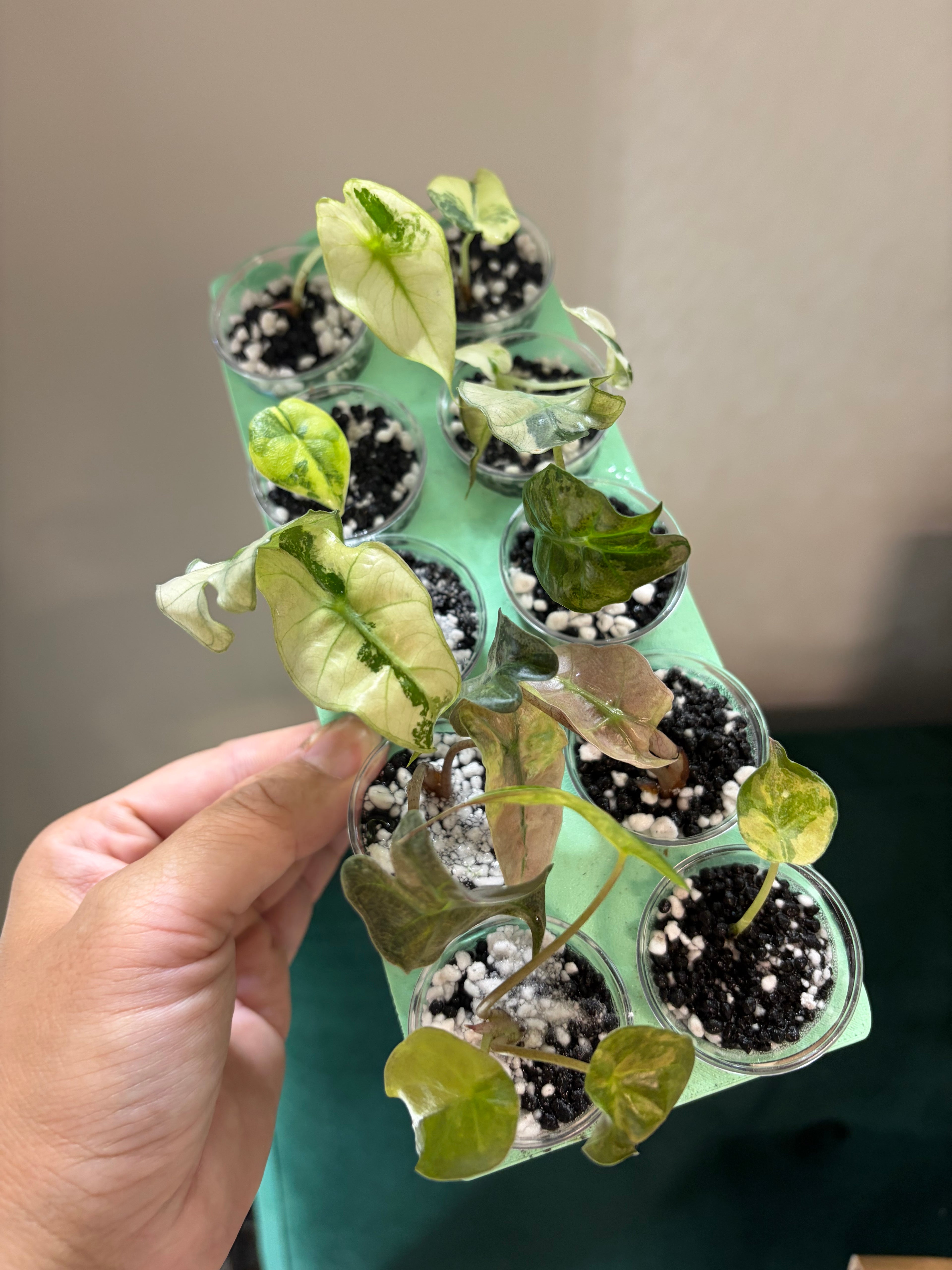 Tray sale