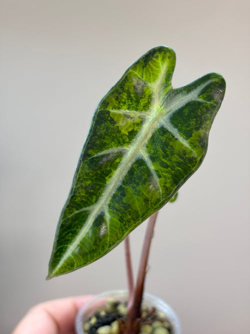 Alocasia Bambino aurea #1