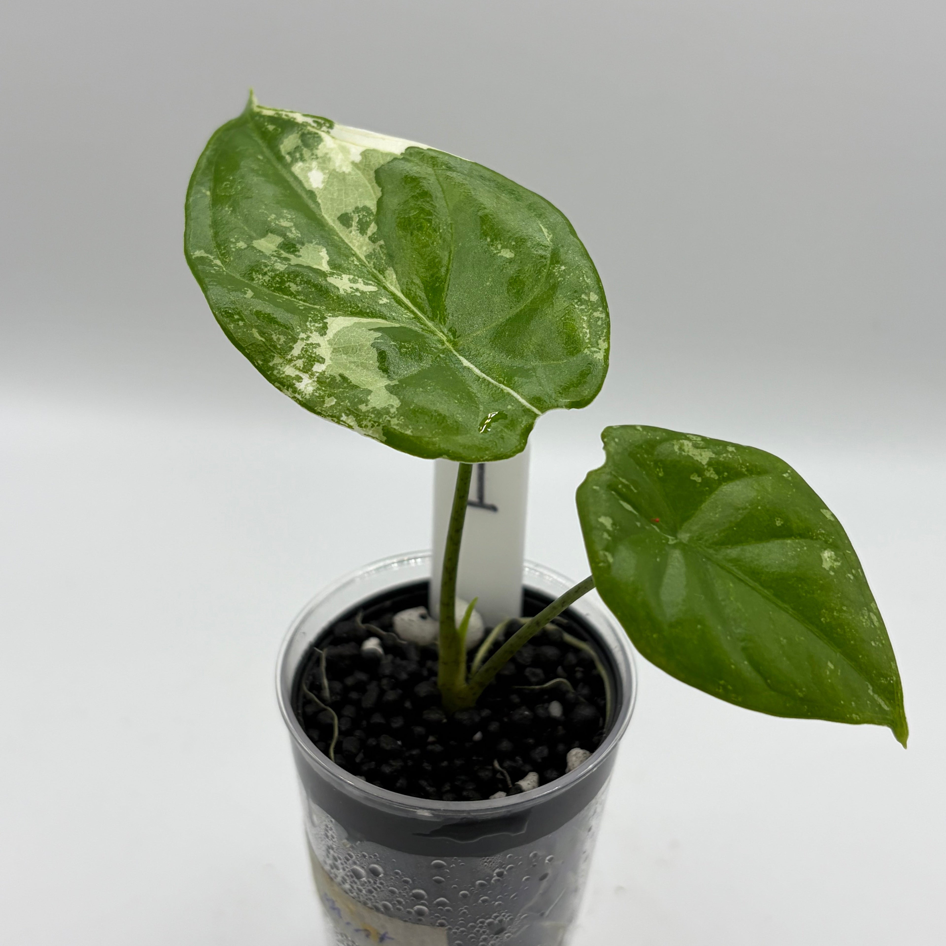 Alocasia Fornicata mint