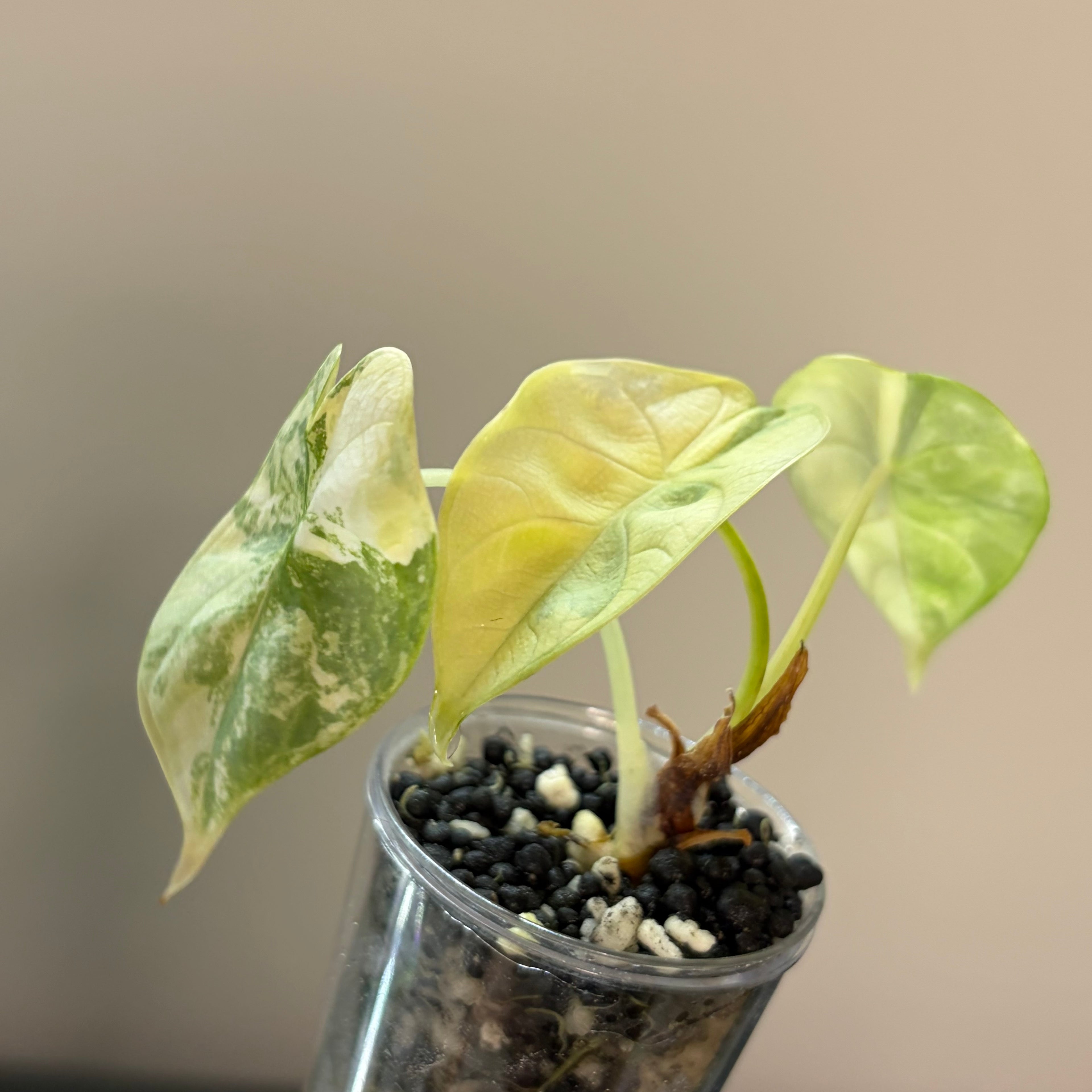 Alocasia Silver dragon aurea