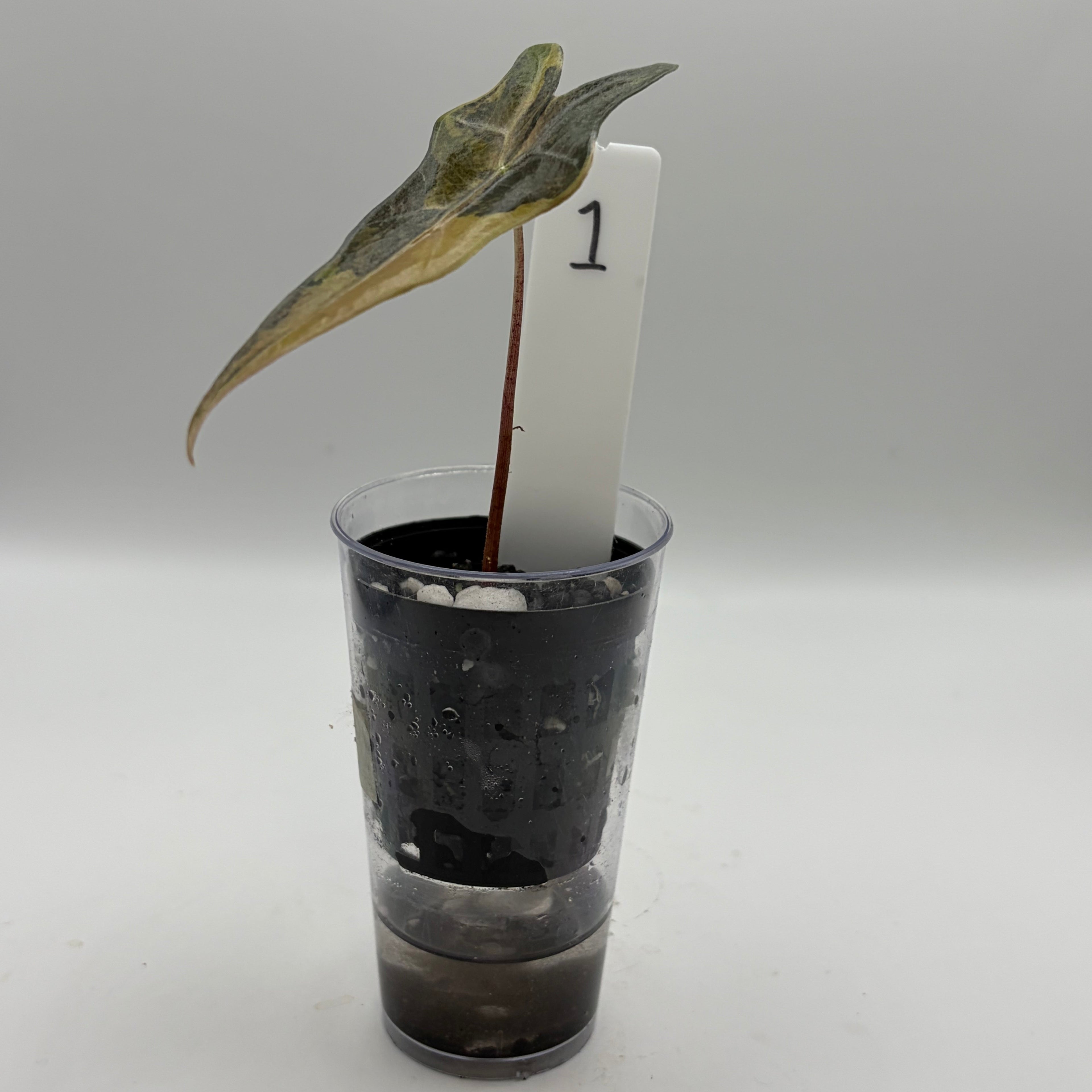 Alocasia Nobilis aurea