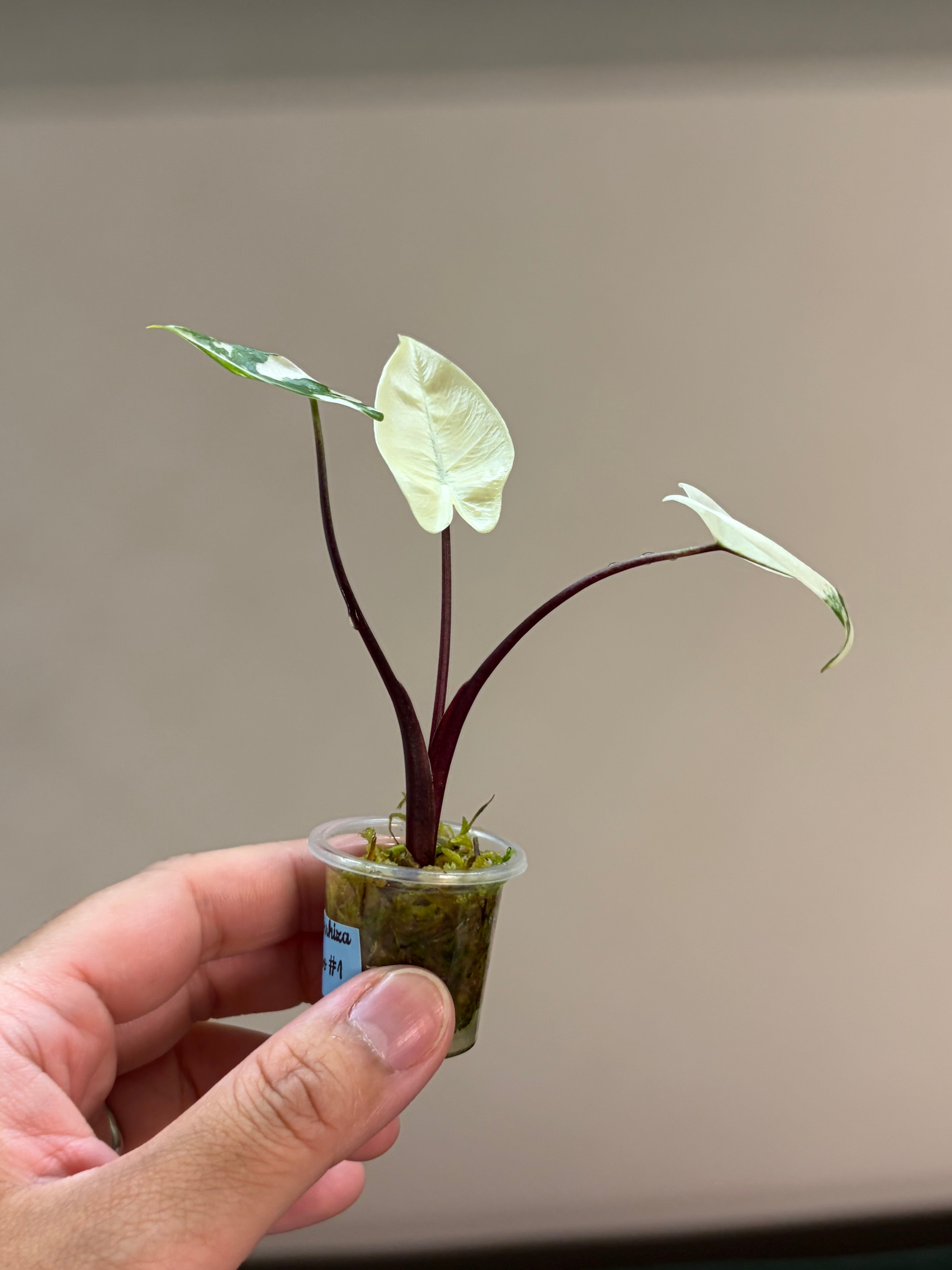 Alocasia Macrorrhiza Black stem albo #1