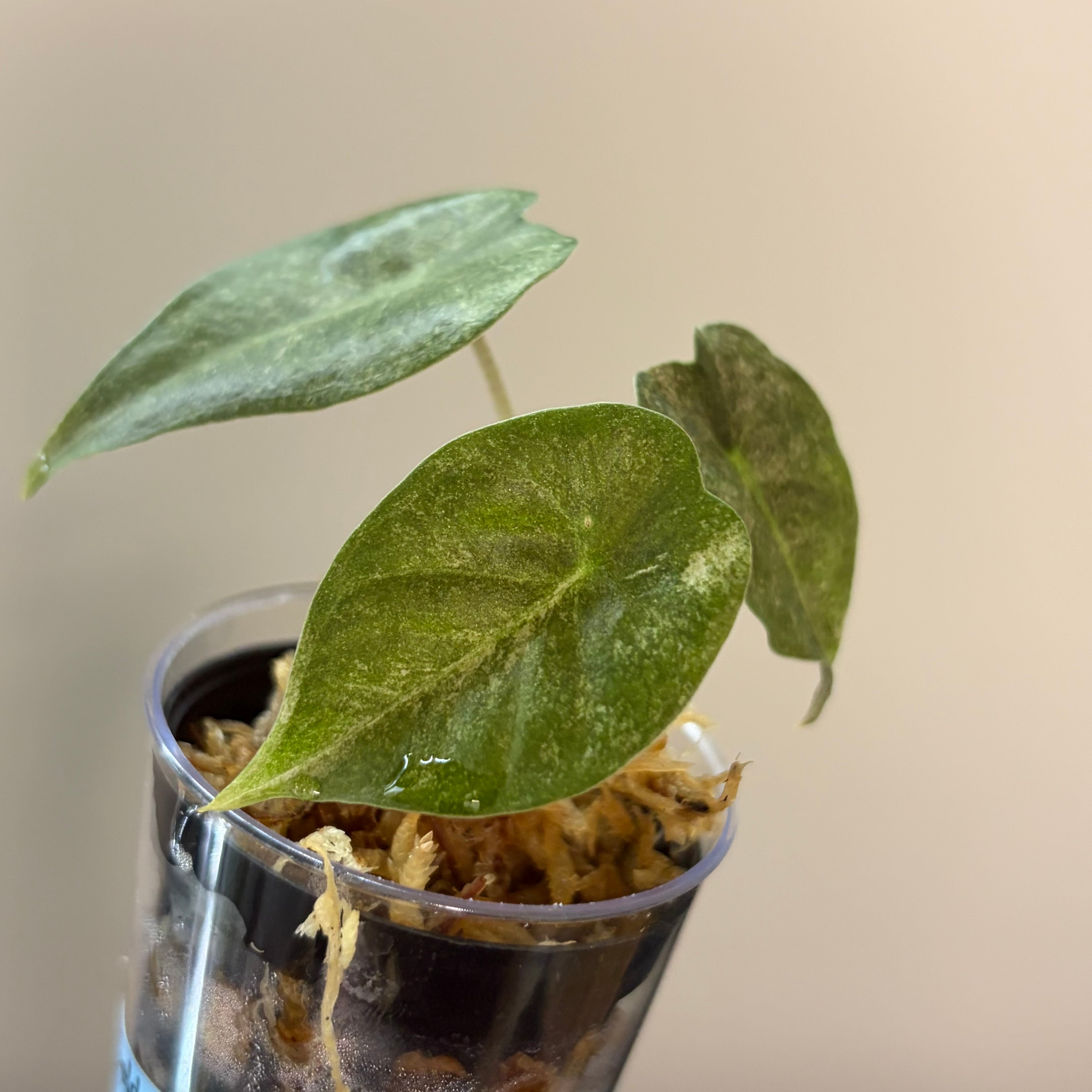 Alocasia Golden Bone pink splash #1