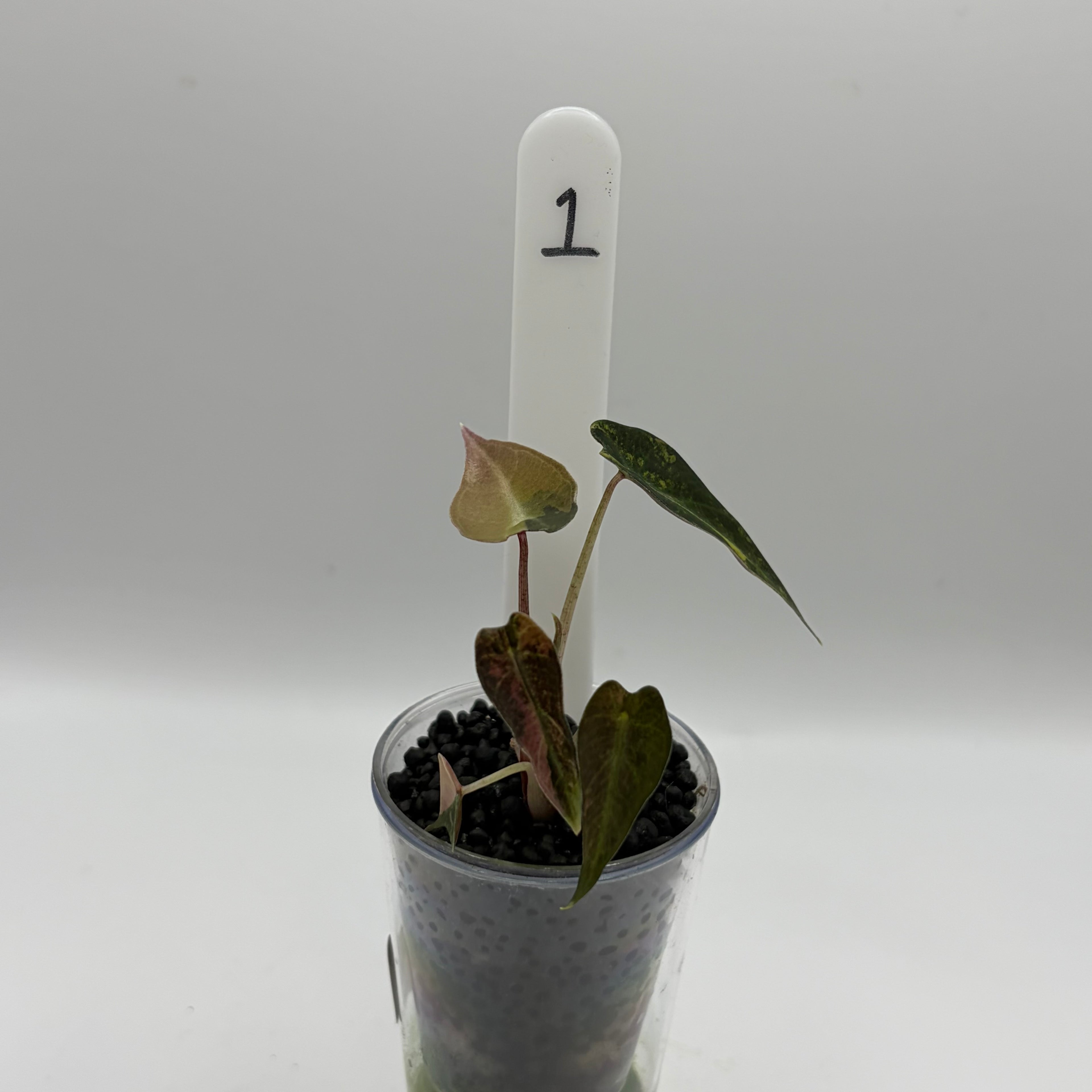 Alocasia Bambino aurea