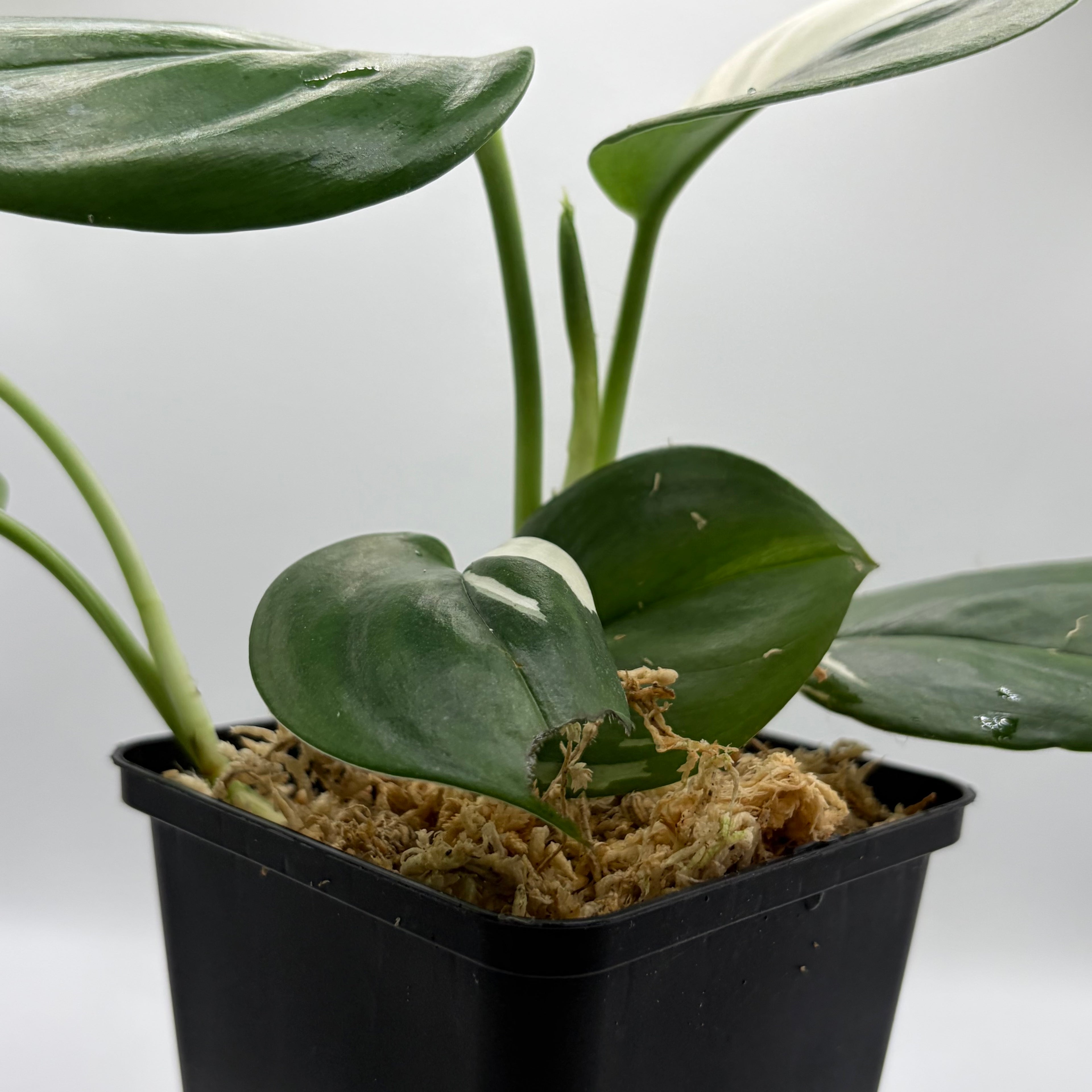 Scindapsus Treubii albo