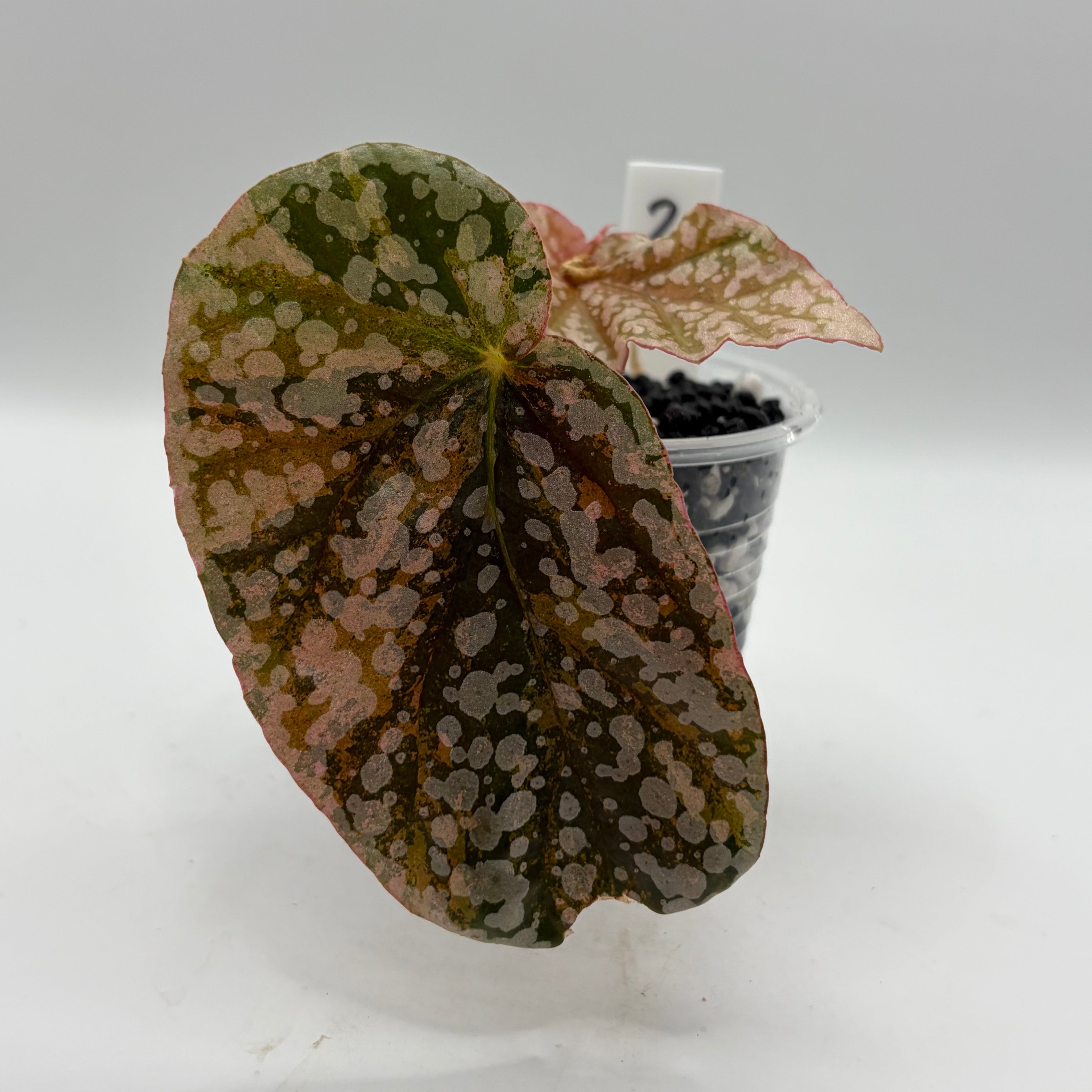 Begonia Snowcapped variegata #2