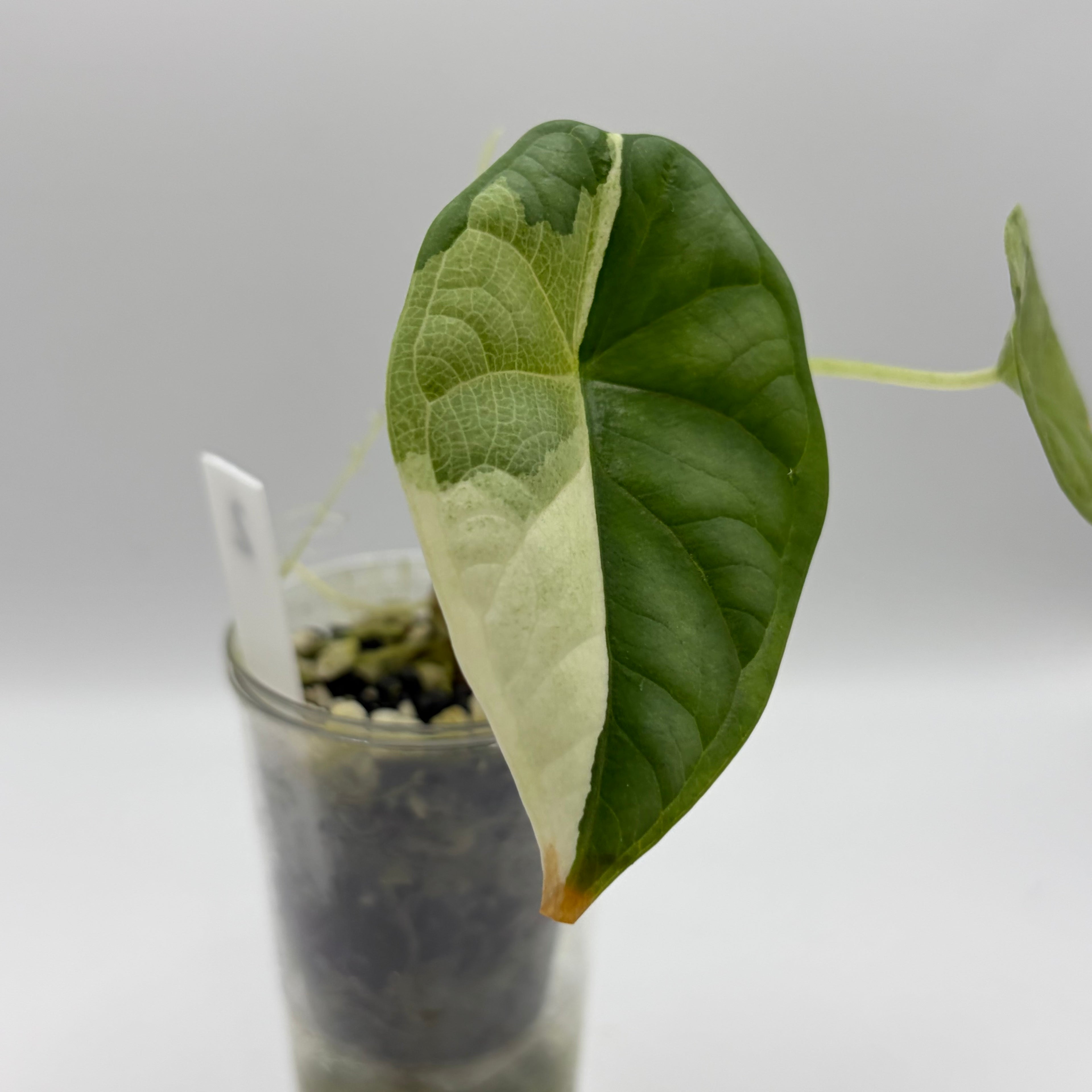 Alocasia Dragon scale variegata