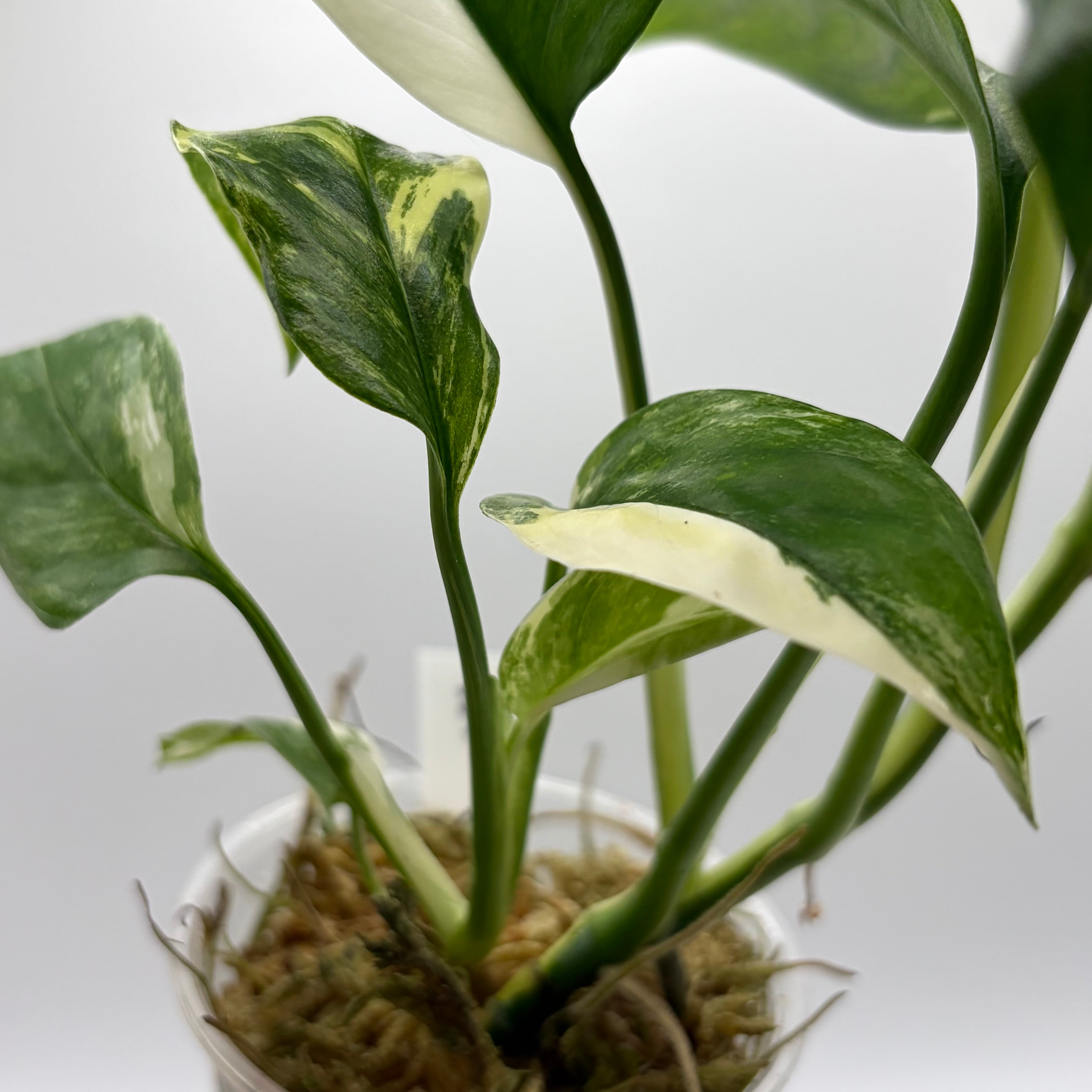 Monstera Lechleriana albo #3