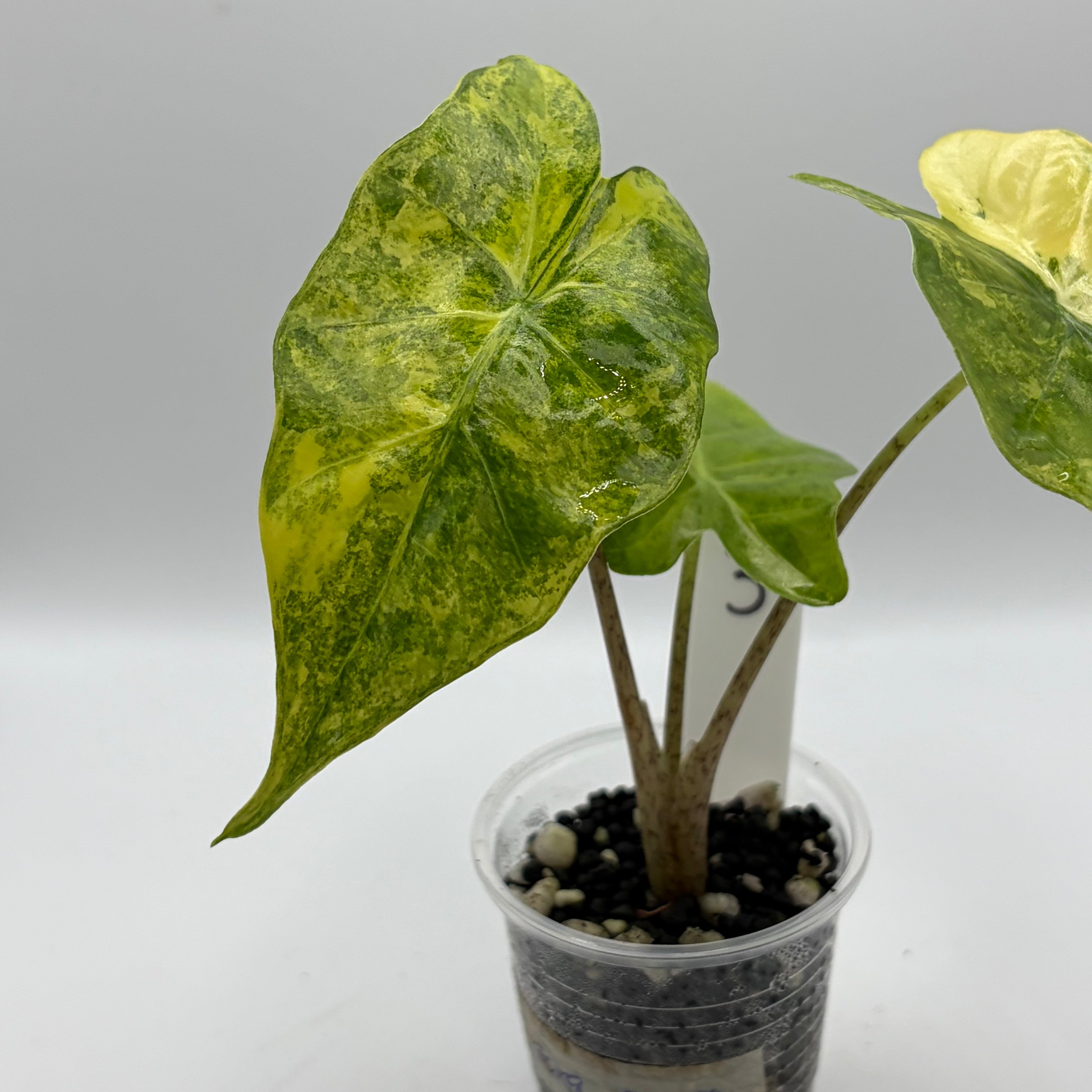 Alocasia Portora aurea #3