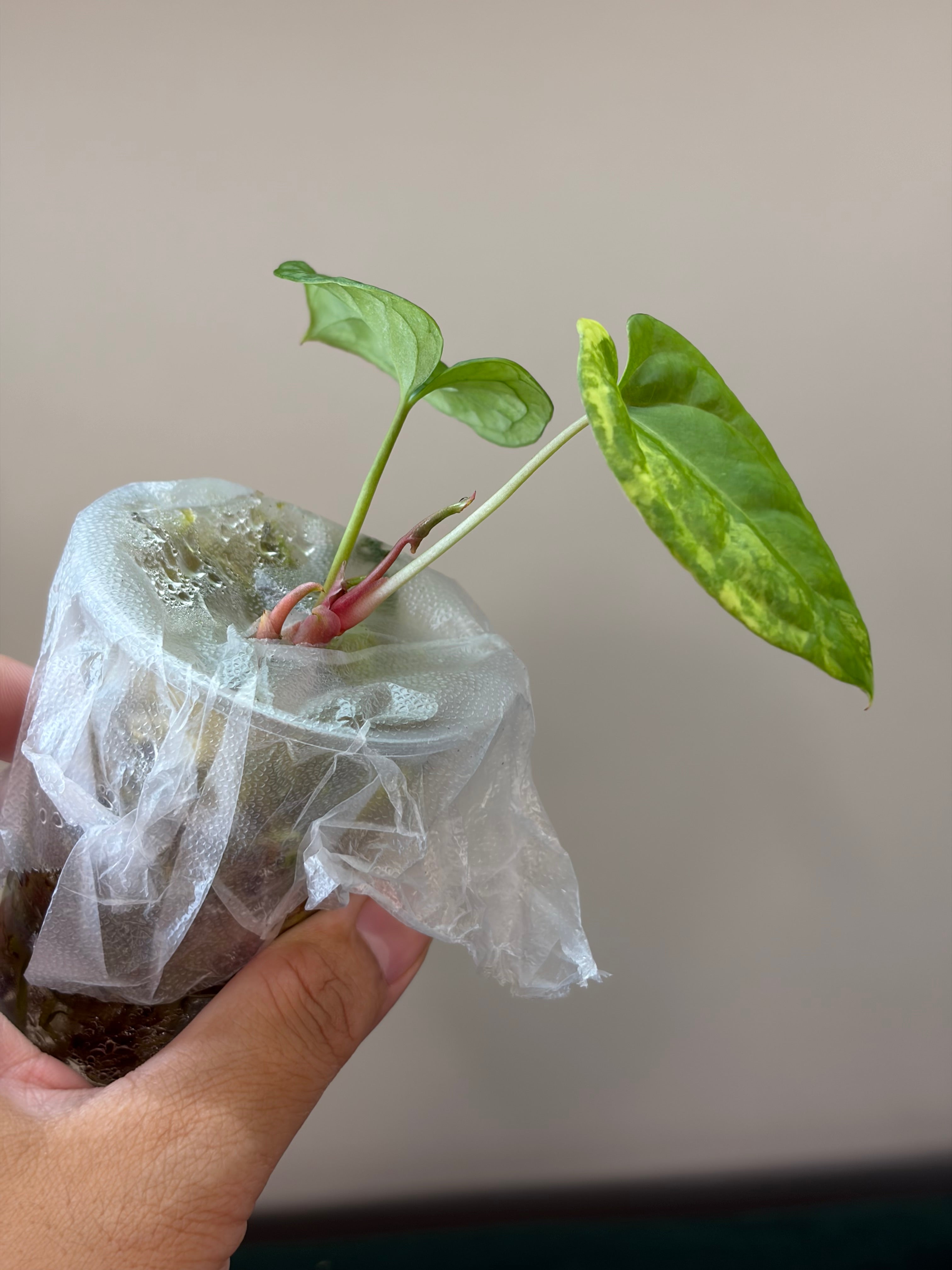 Anthurium Papillilaminum x Red Dark Pheonix #2
