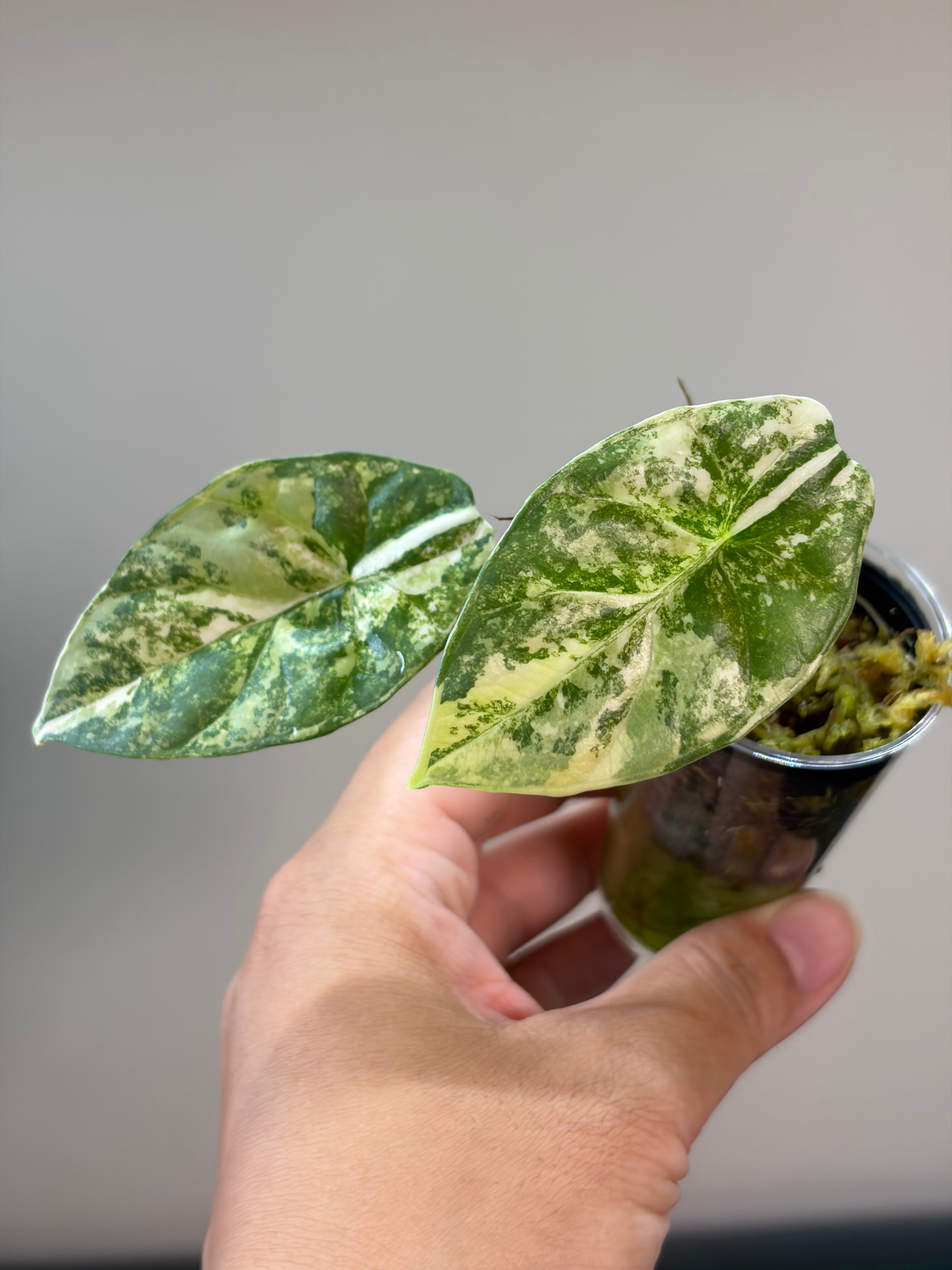 Alocasia Sinuata aurea #2