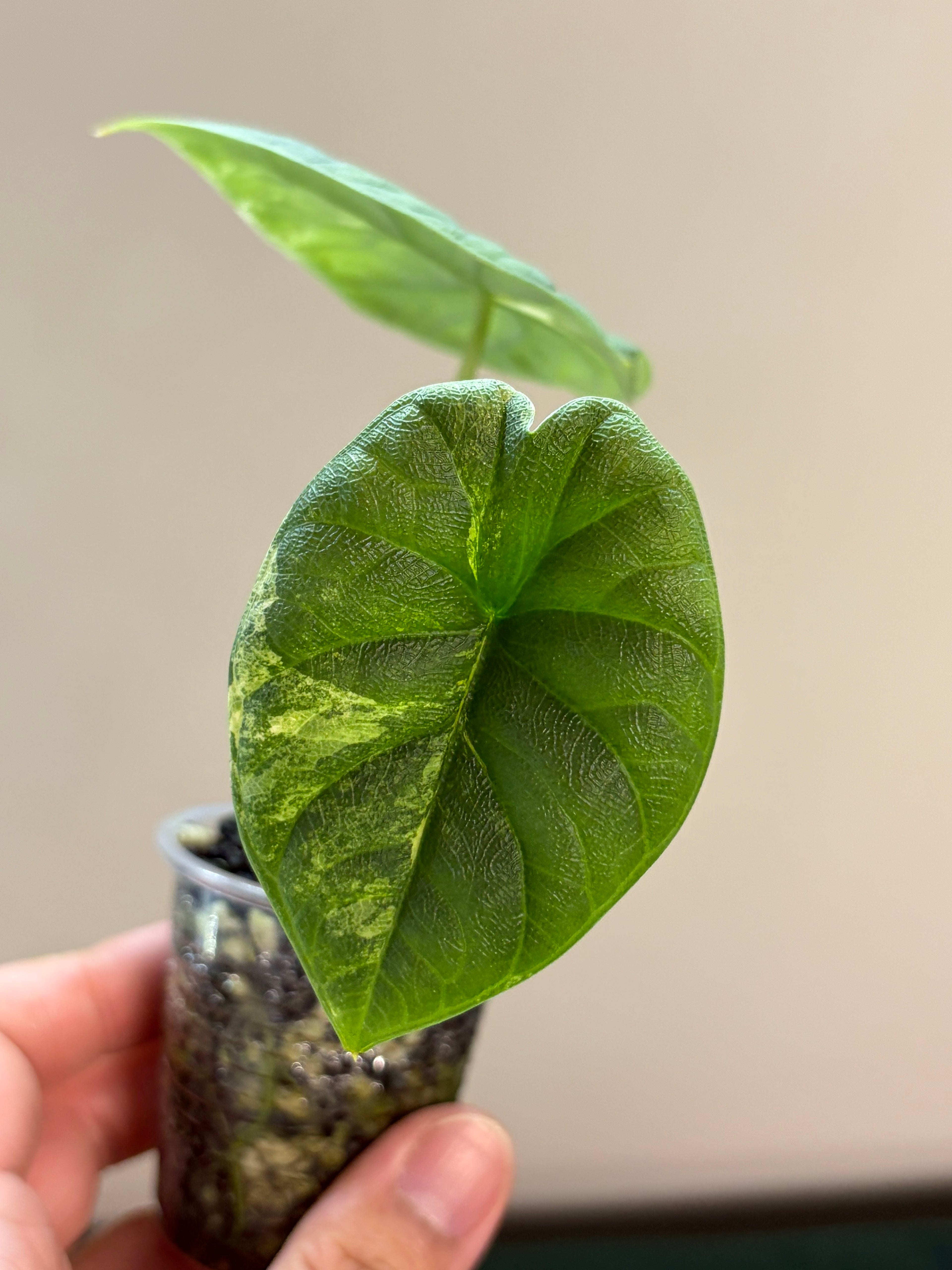 Alocasia Melo aurea #4