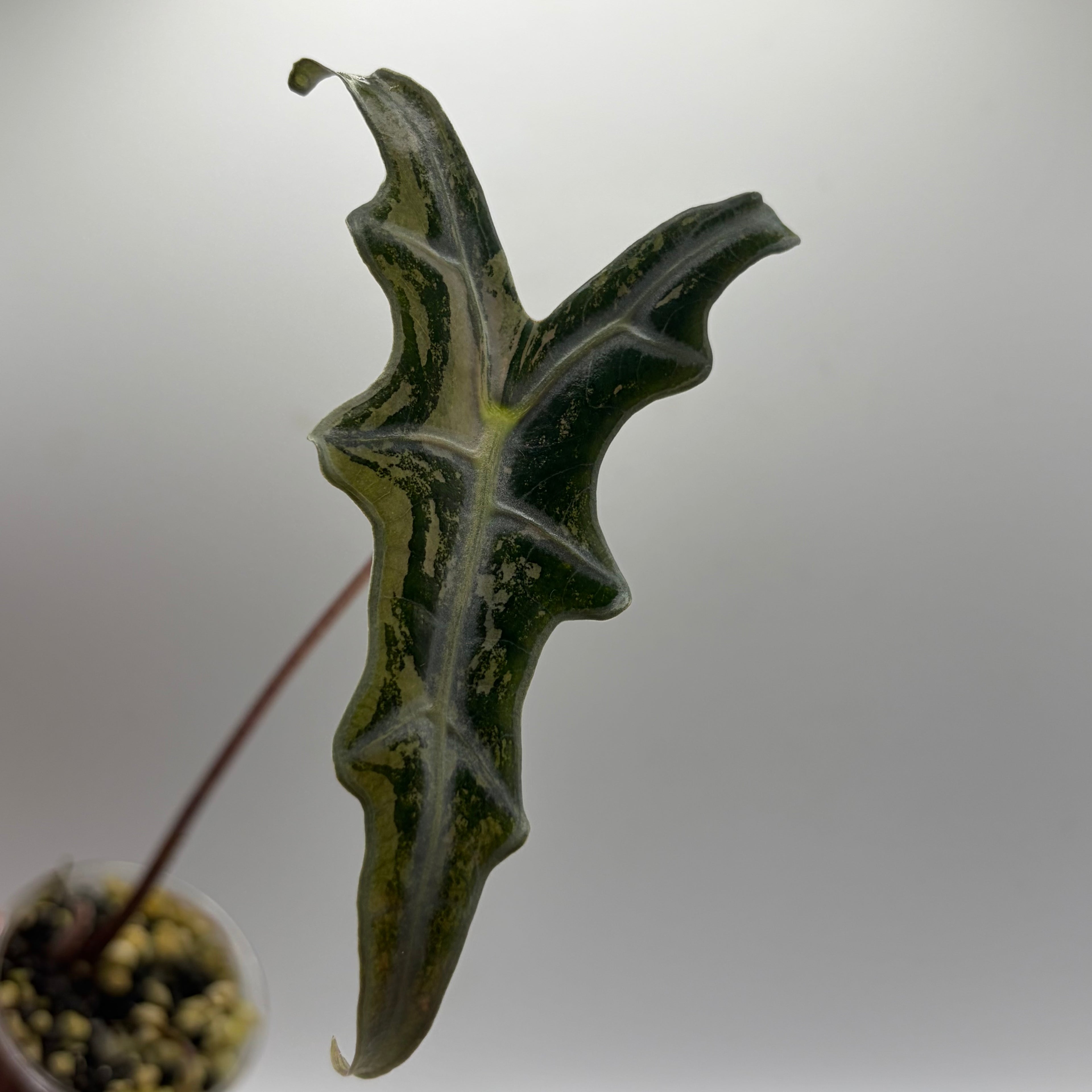 Alocasia Nobilis pink