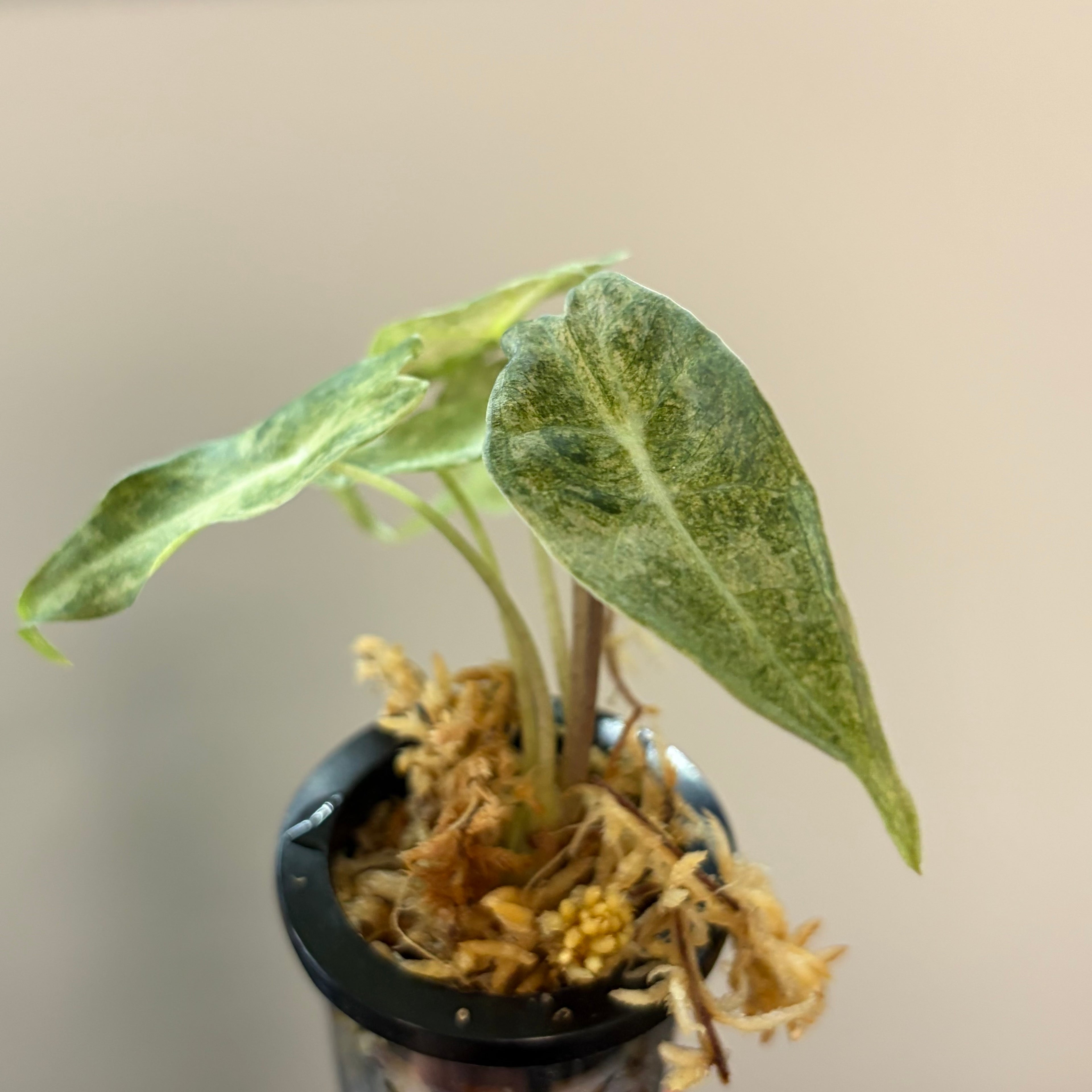 Alocasia Black Satun stardust #4
