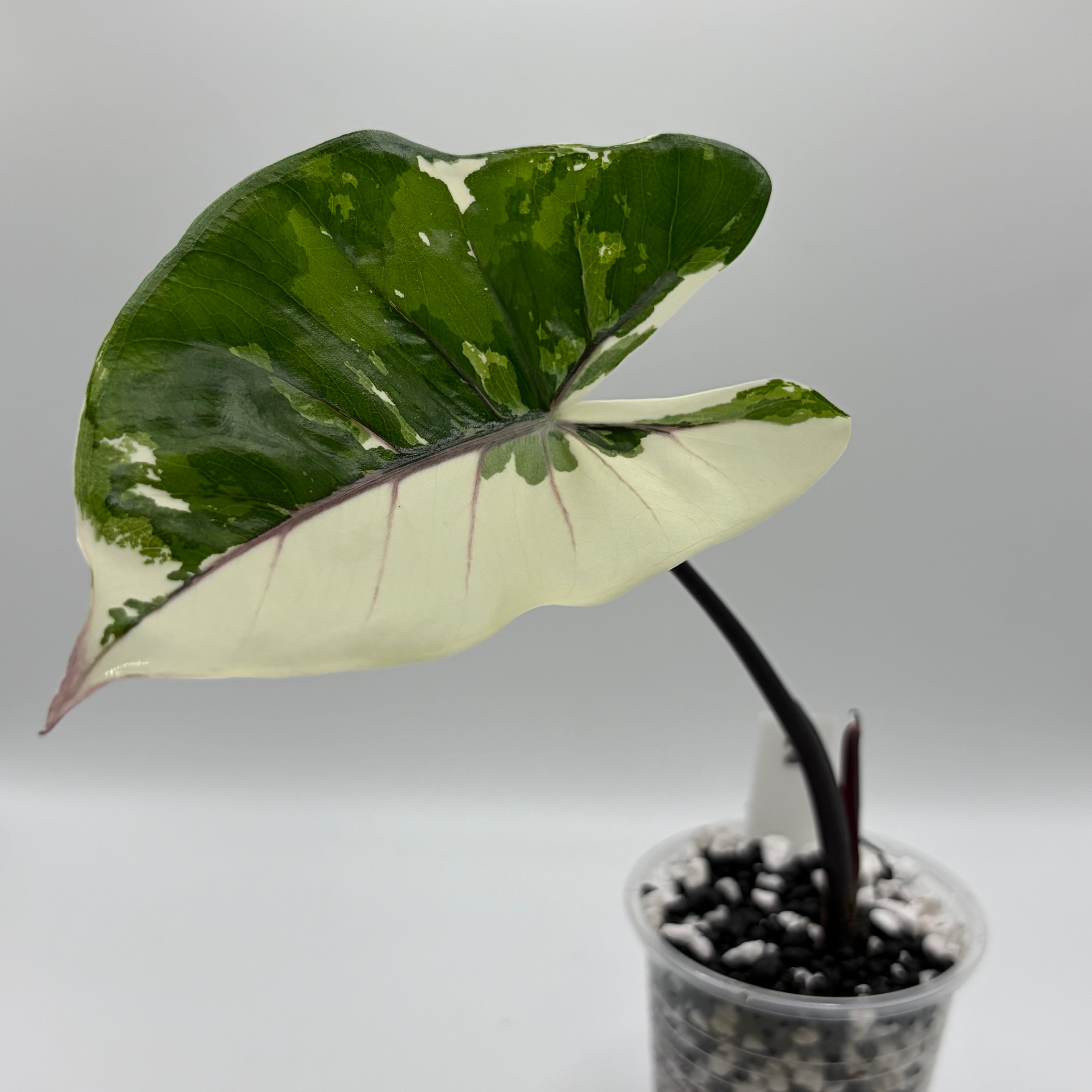 Alocasia Macrorrhiza black stem albo (corm)