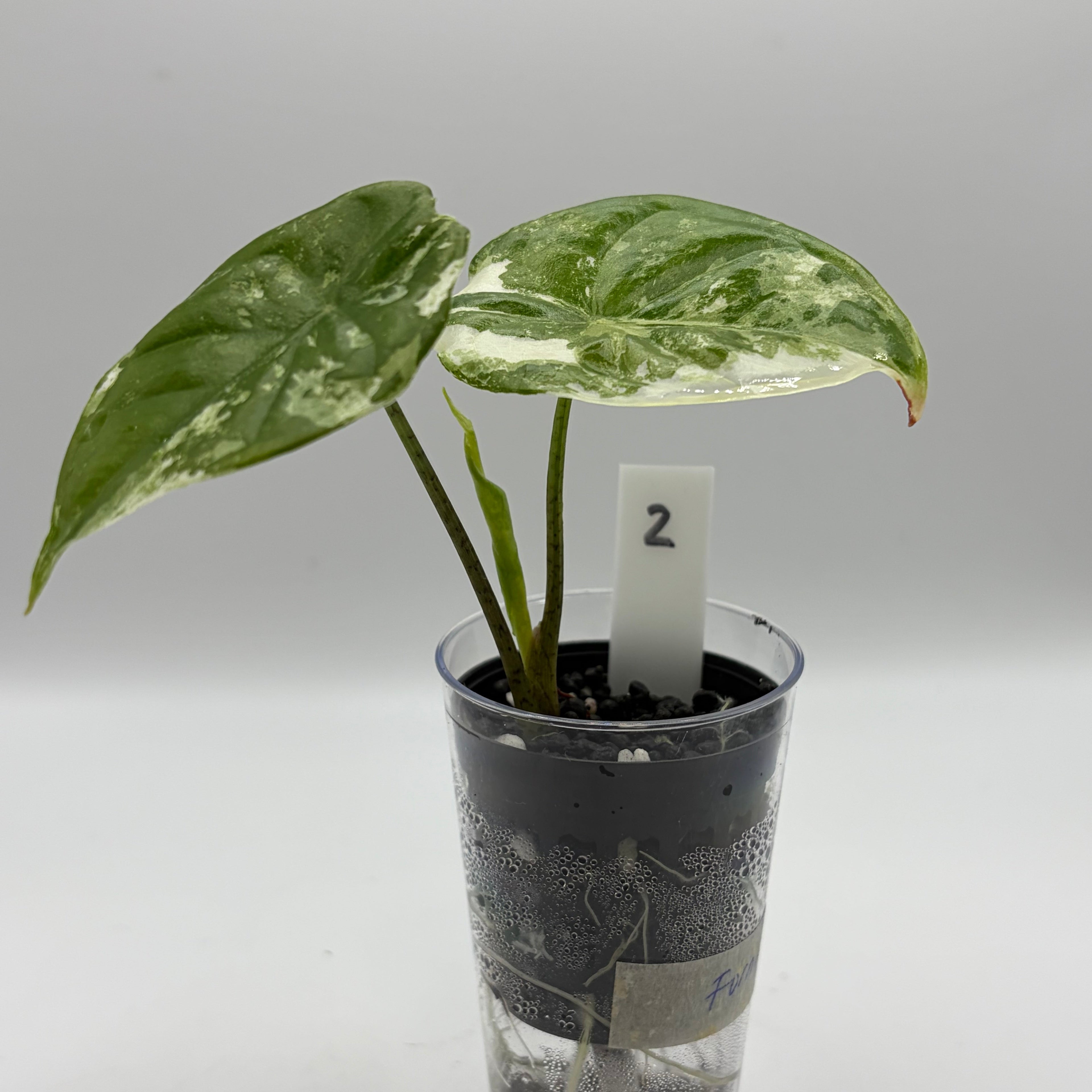 Alocasia Fornicata mint