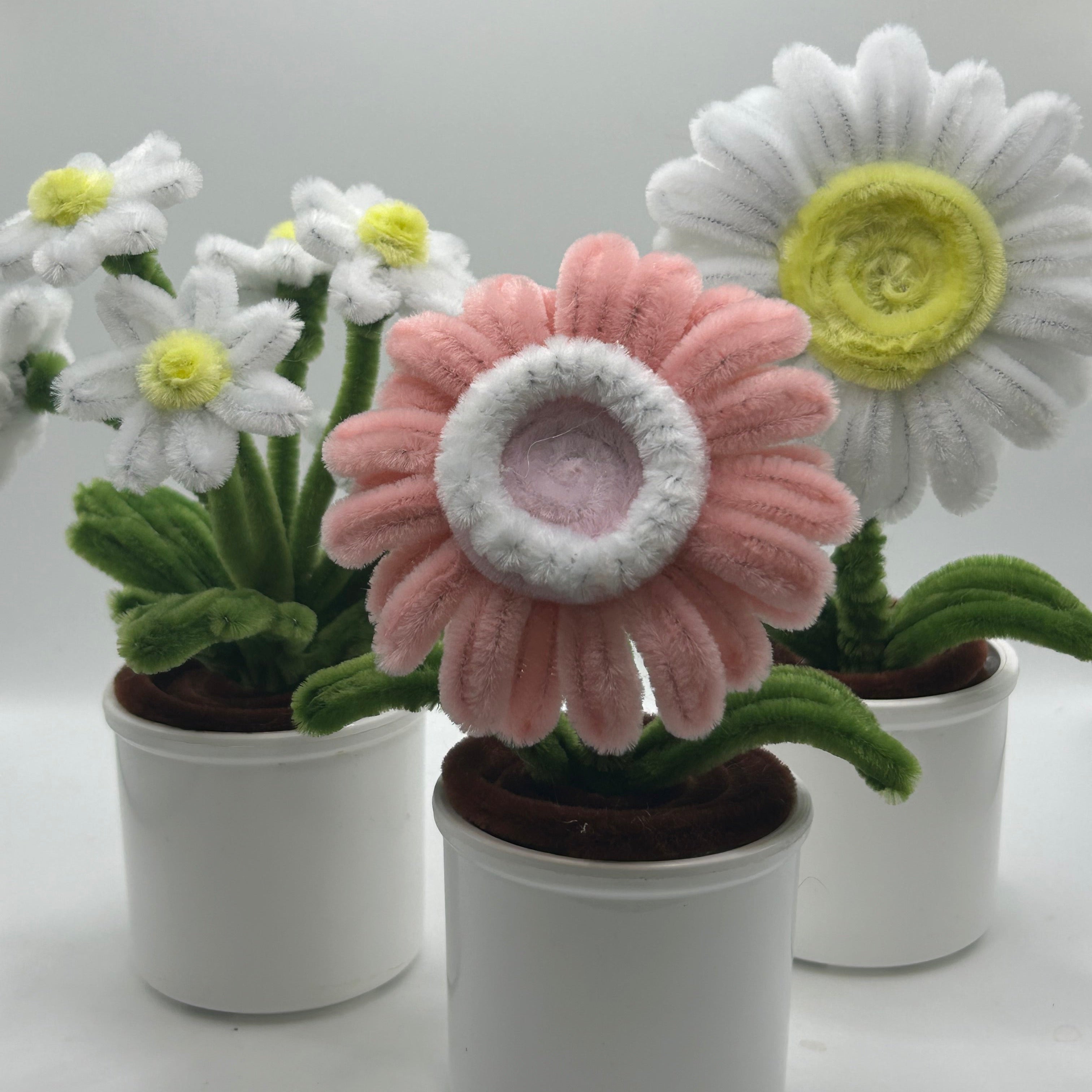 Daisy – Madxplants