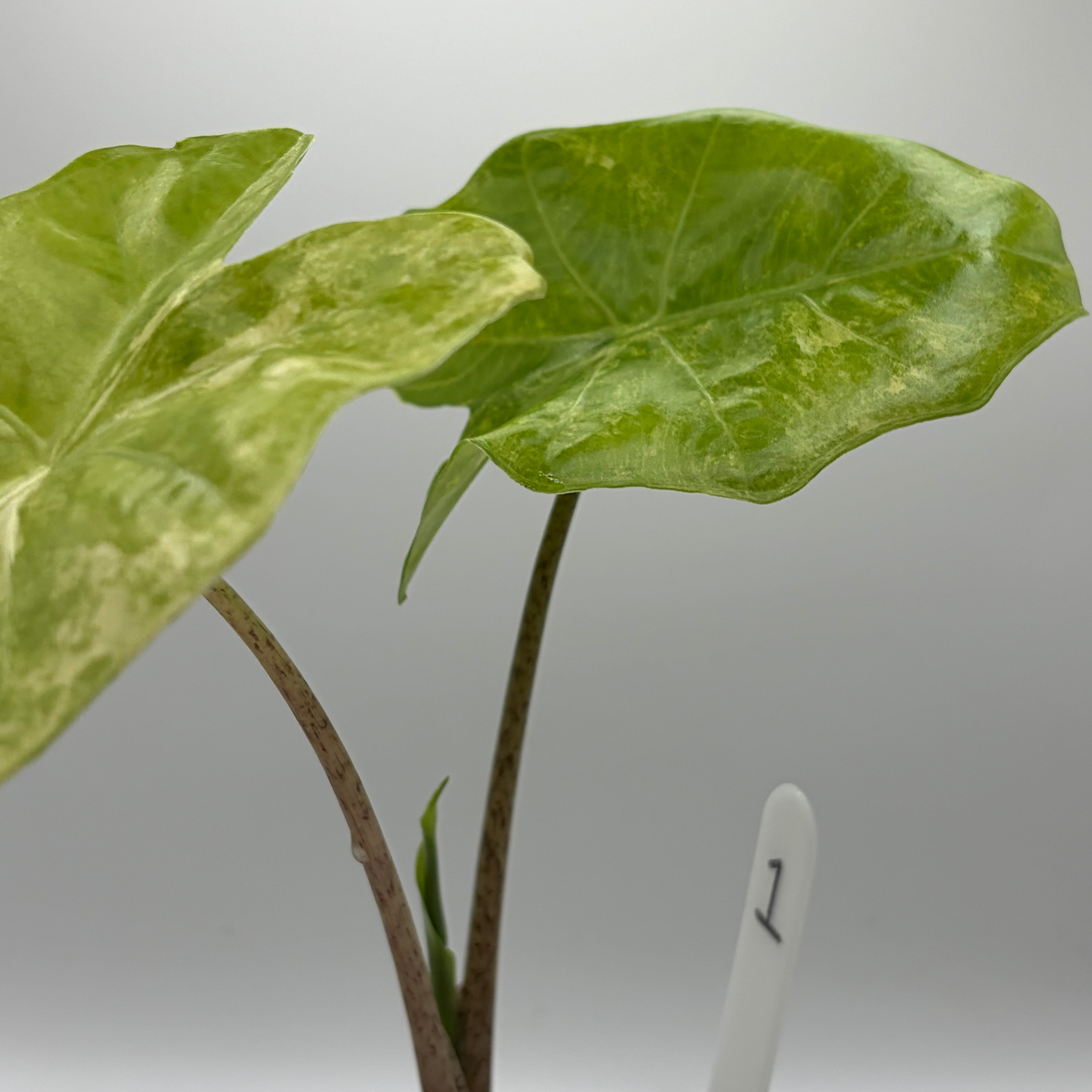 Alocasia Portora aurea #1