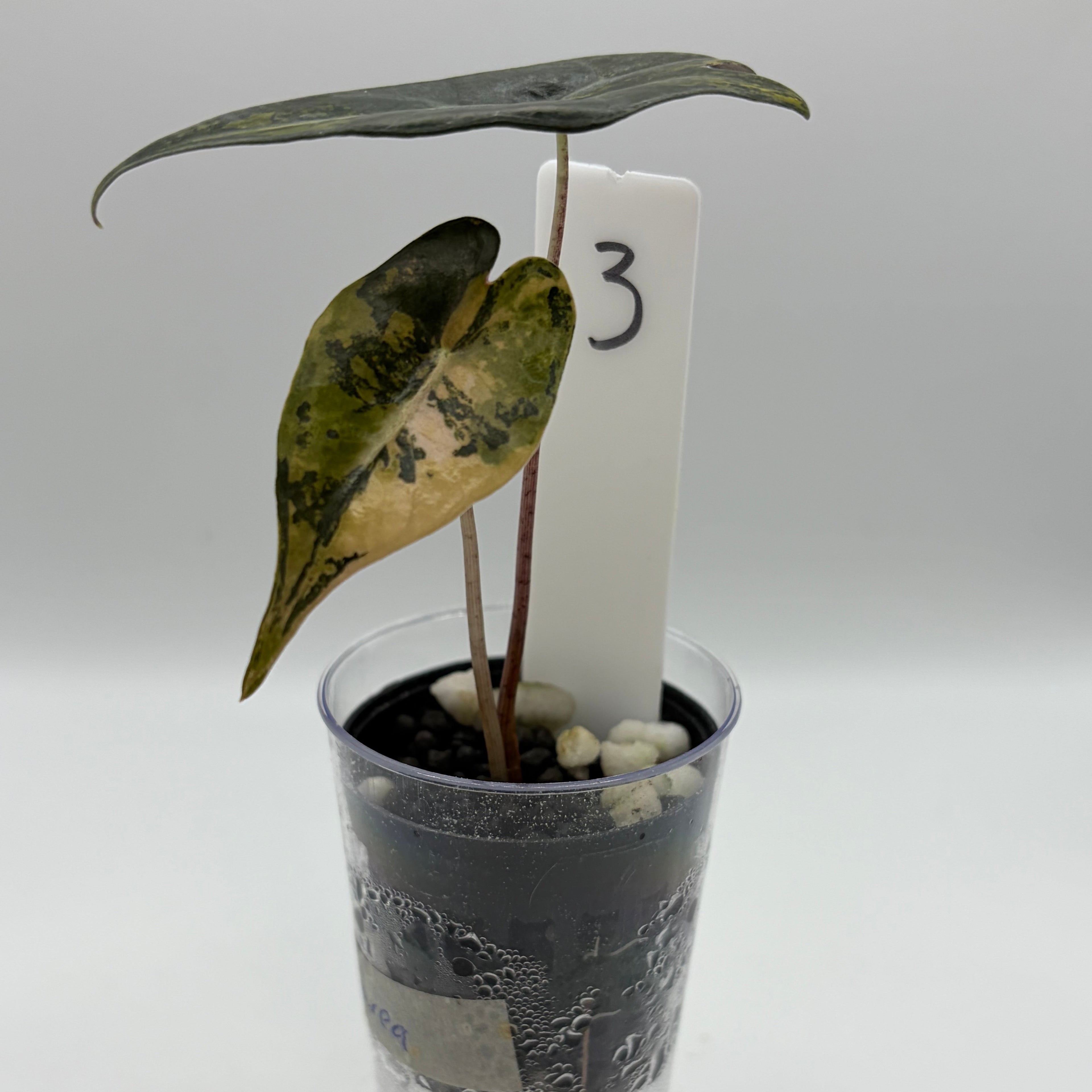 Alocasia Nobilis aurea