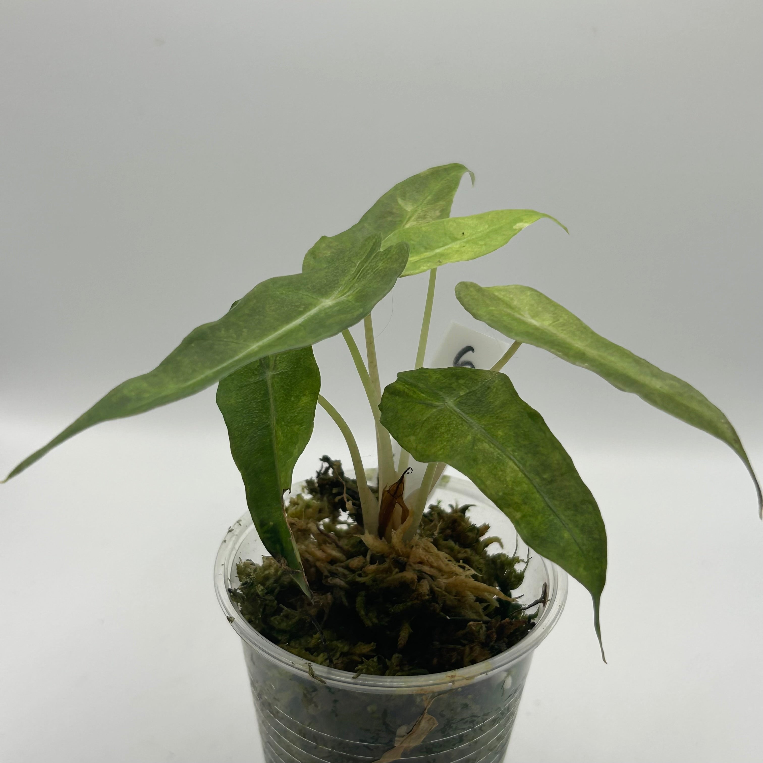 Alocasia Polly aurea splash