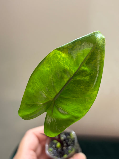 Alocasia Macrorrhiza black stem aurea