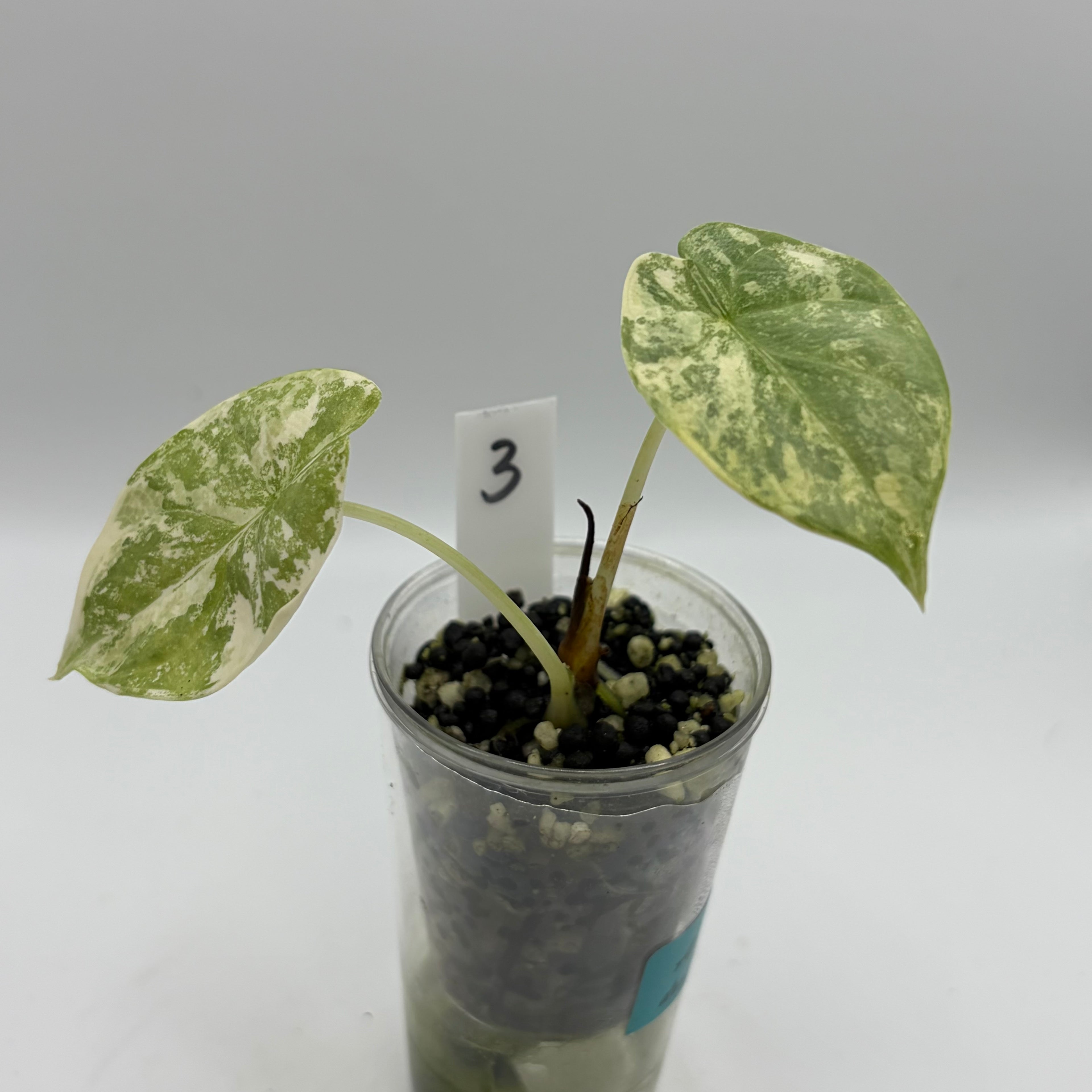 Alocasia Silver dragon aurea