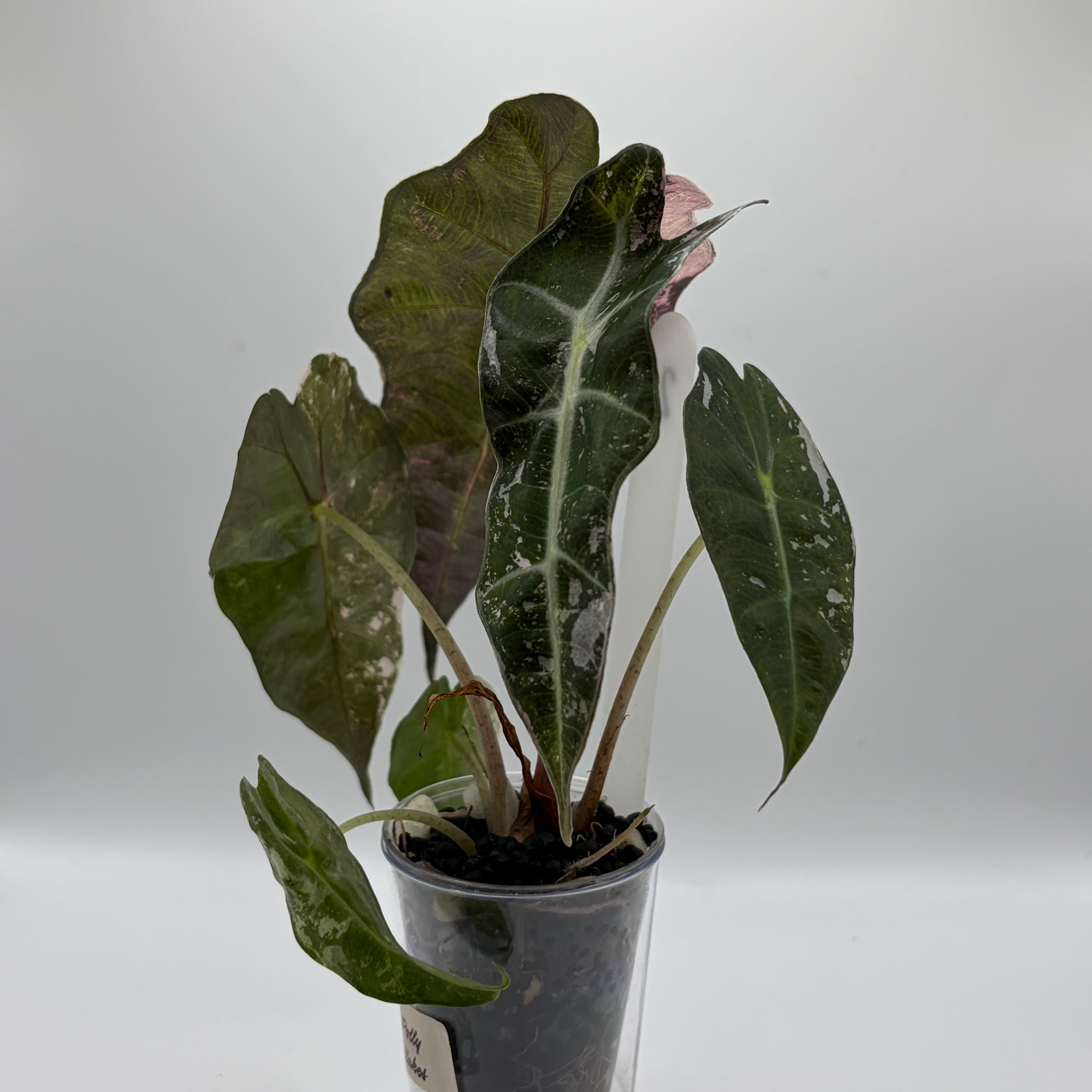 Alocasia Polly pink snowflake