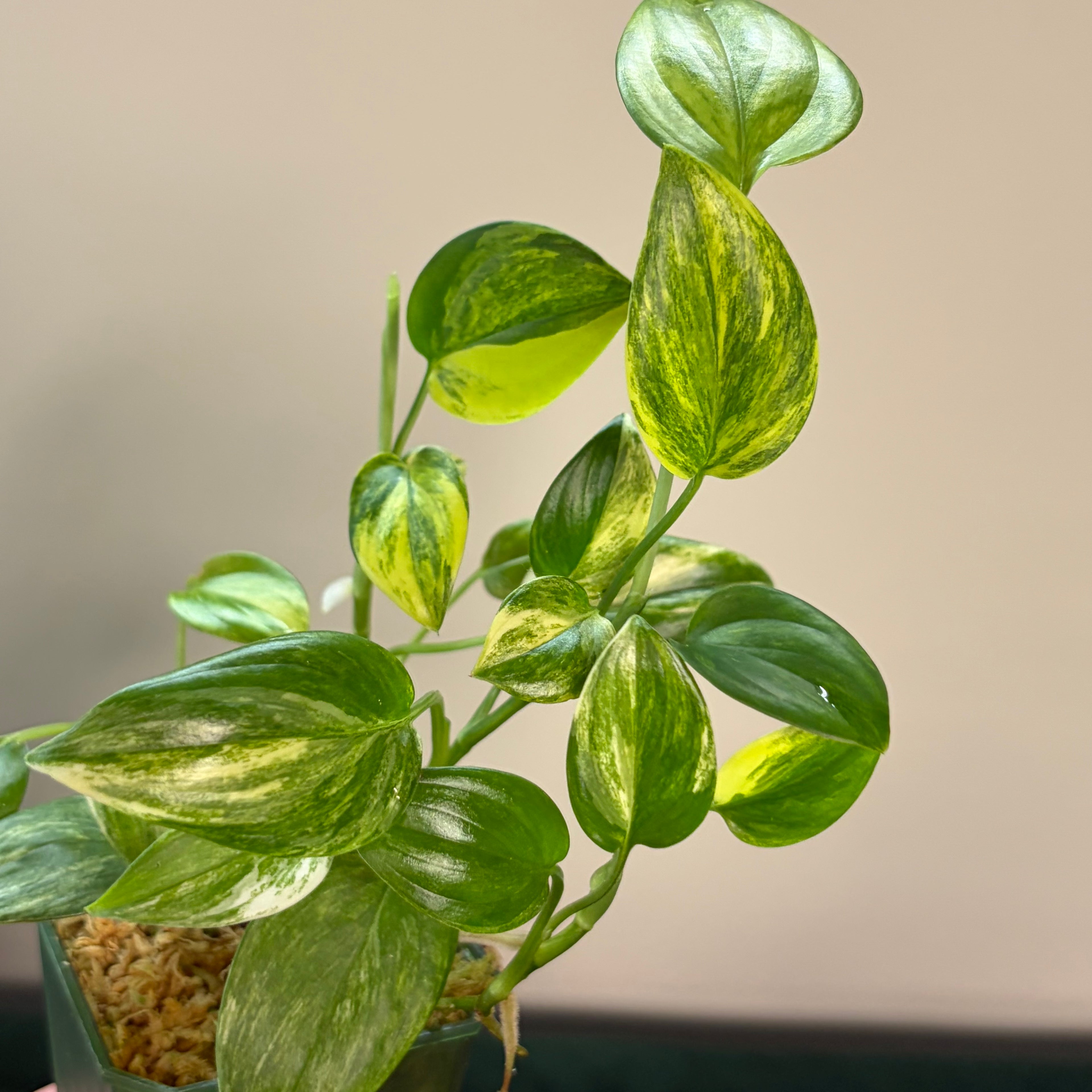 Scindapsus Blue aurea