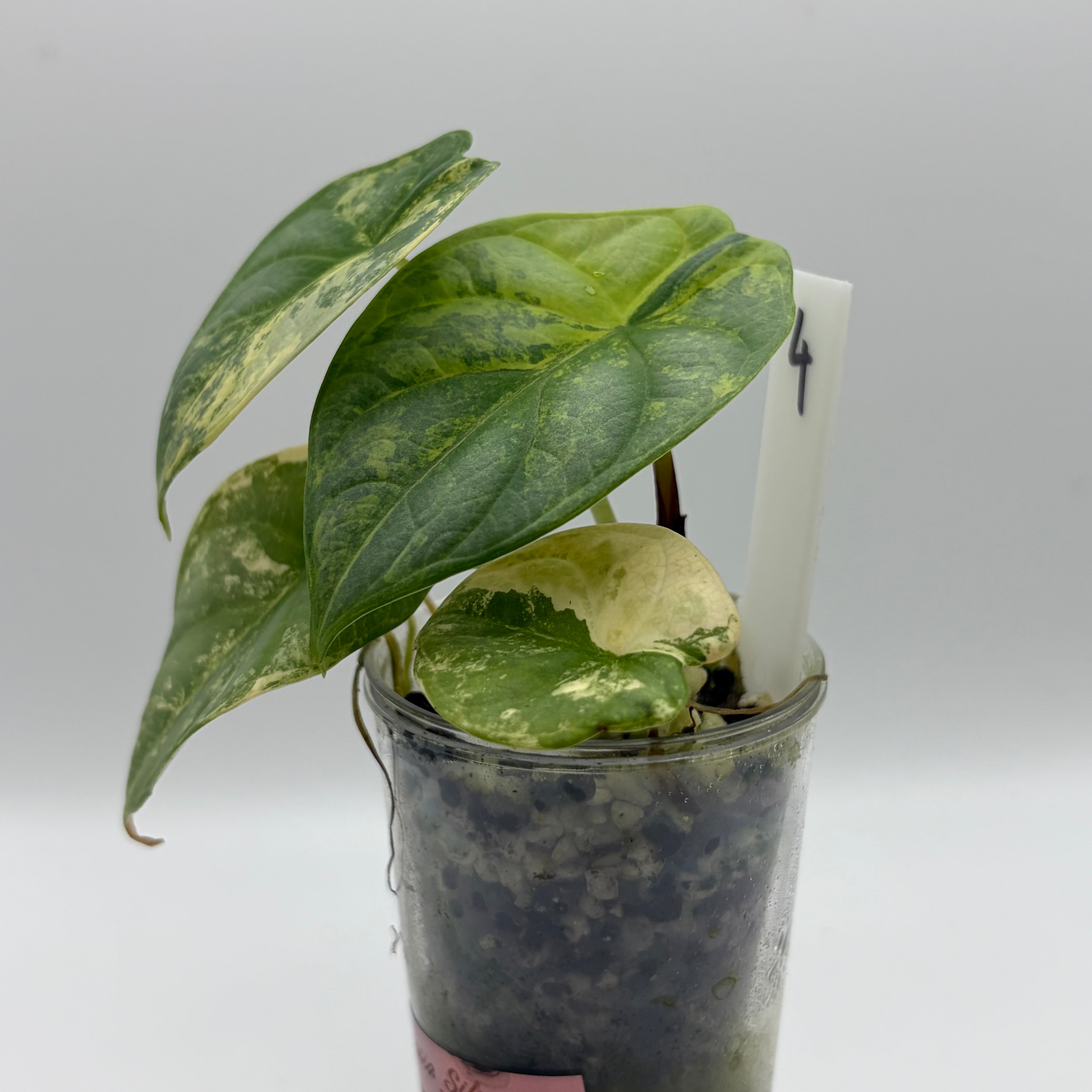 Alocasia Silver dragon aurea