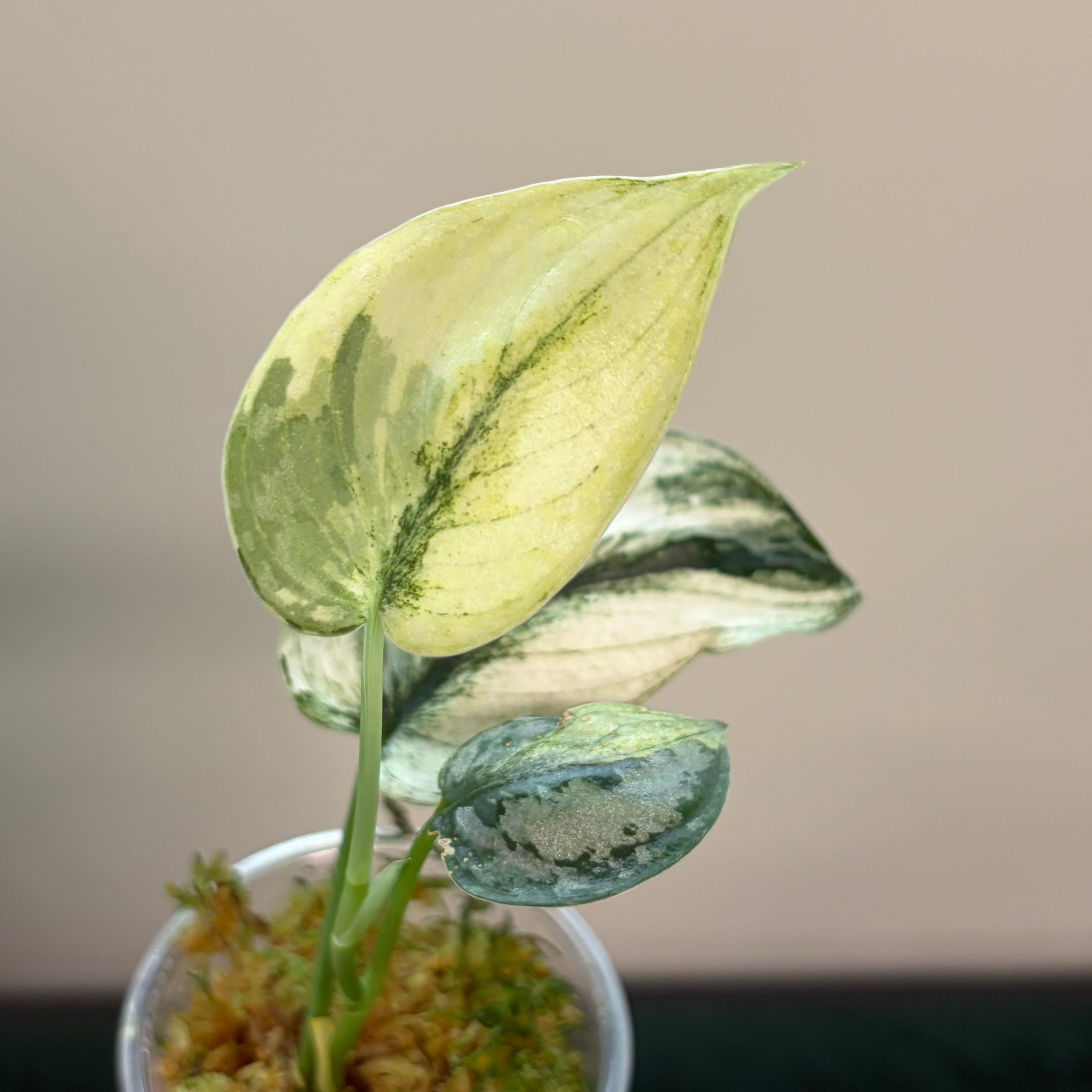 Scindapsus Mariposa