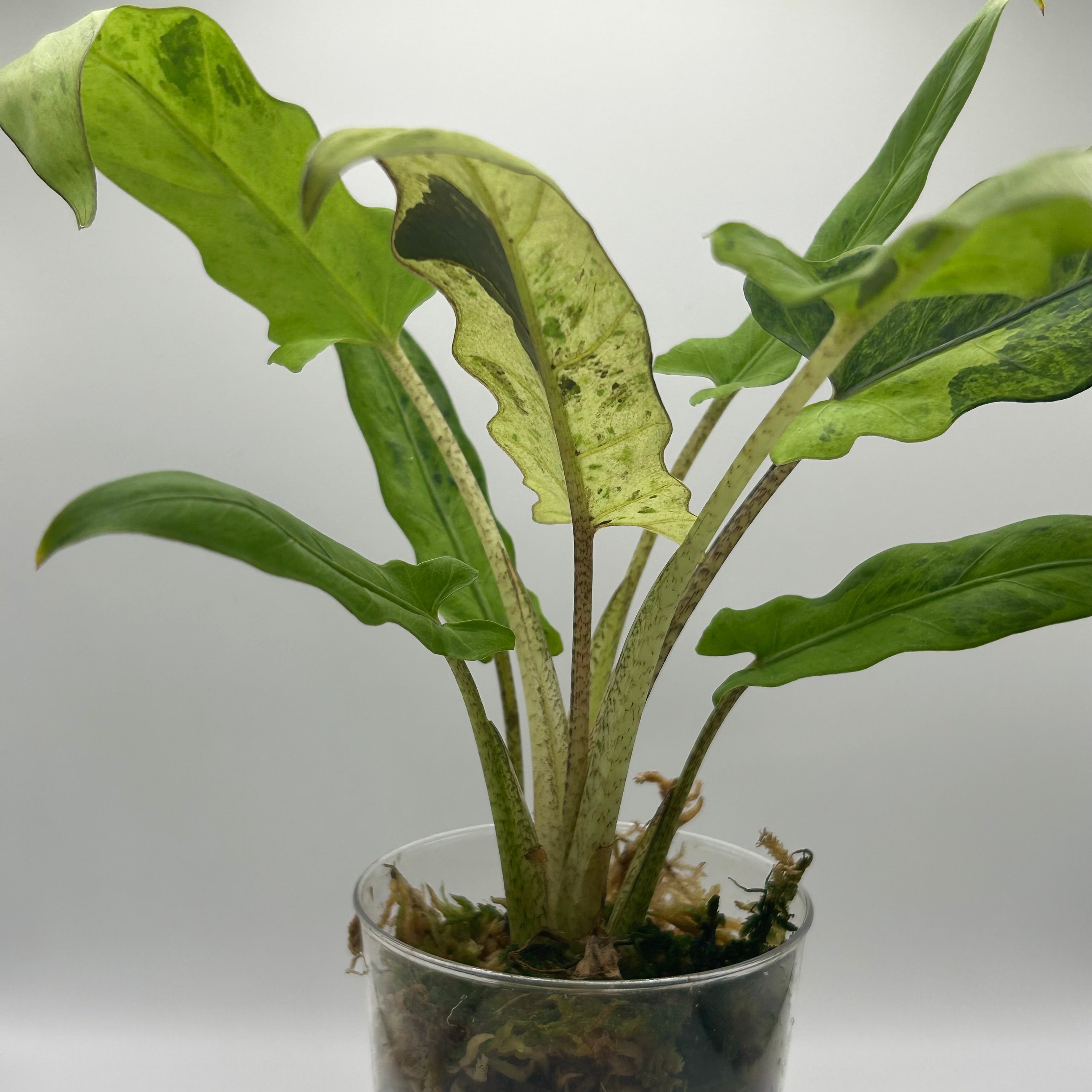 Alocasia Lauterbachiana mint