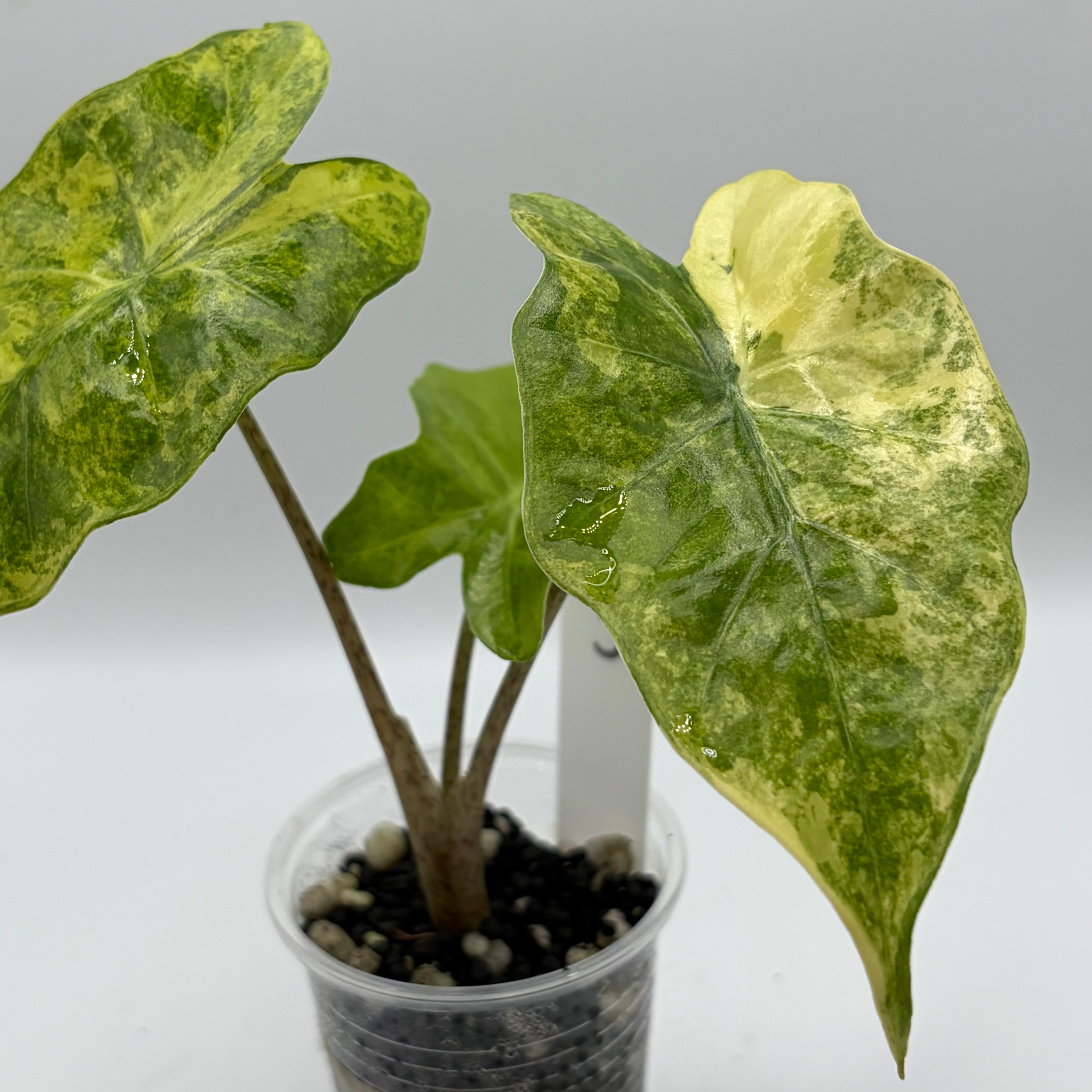 Alocasia Portora aurea #3