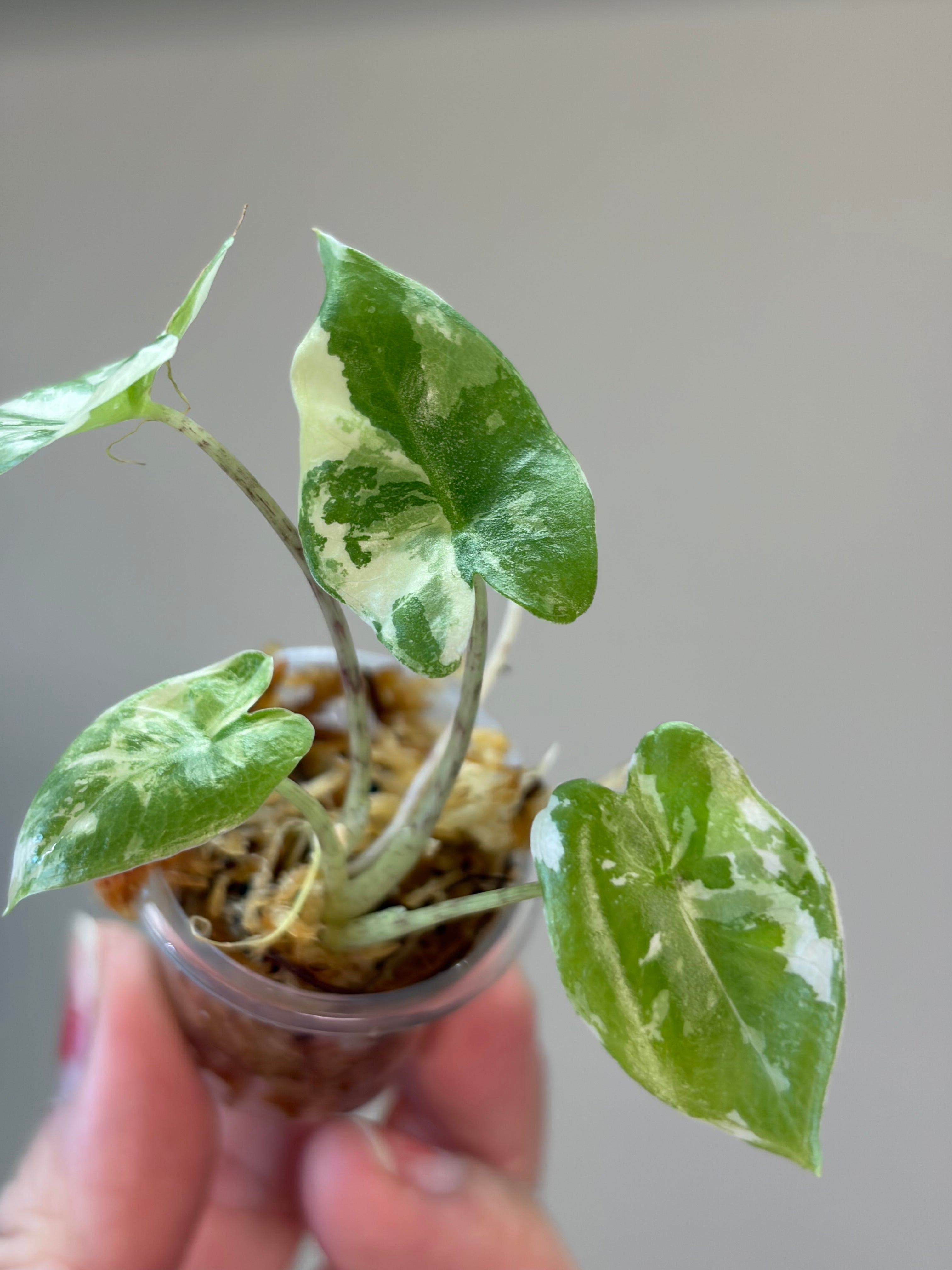 Alocasia Calidora albo #1