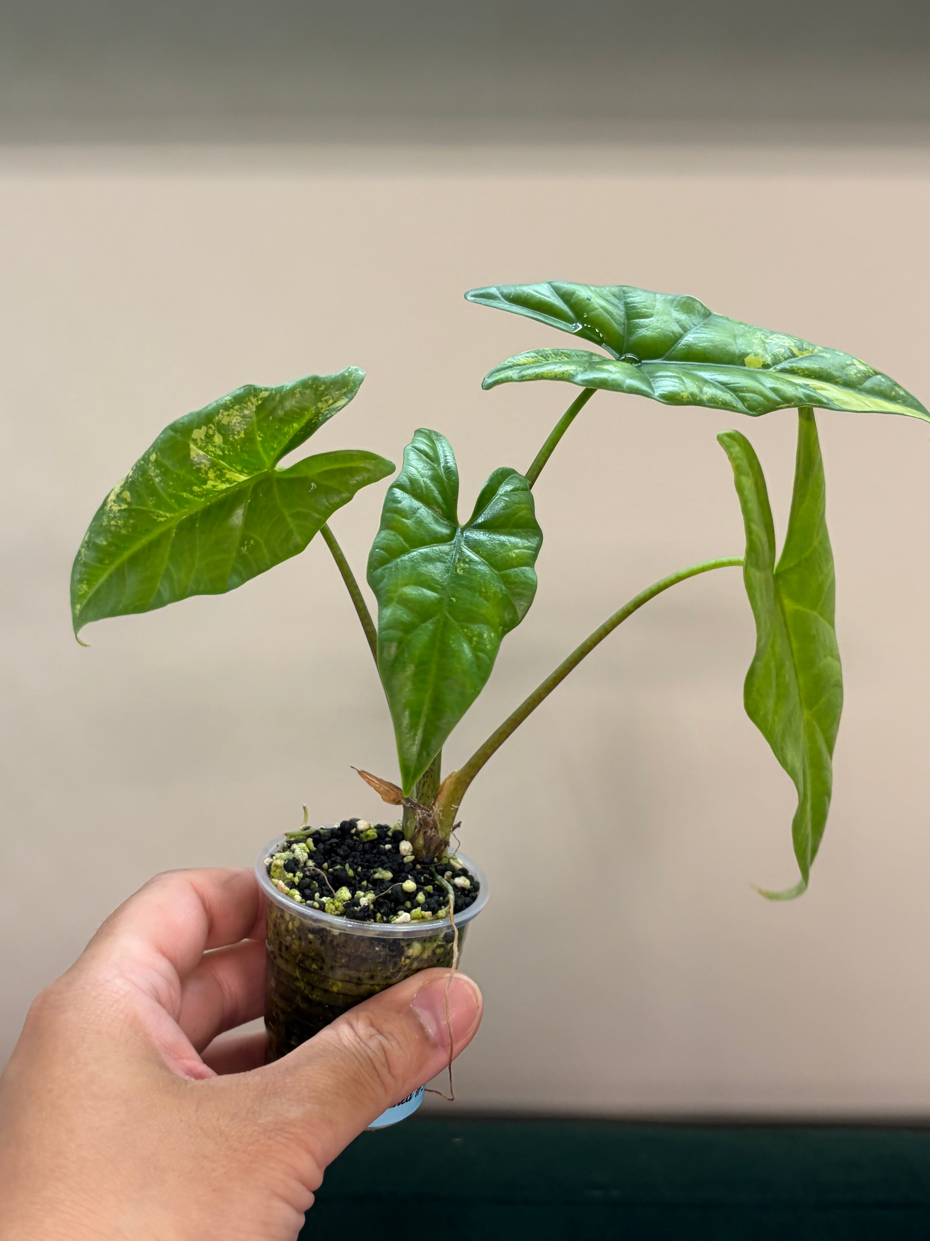 Alocasia Simpo aurea #3