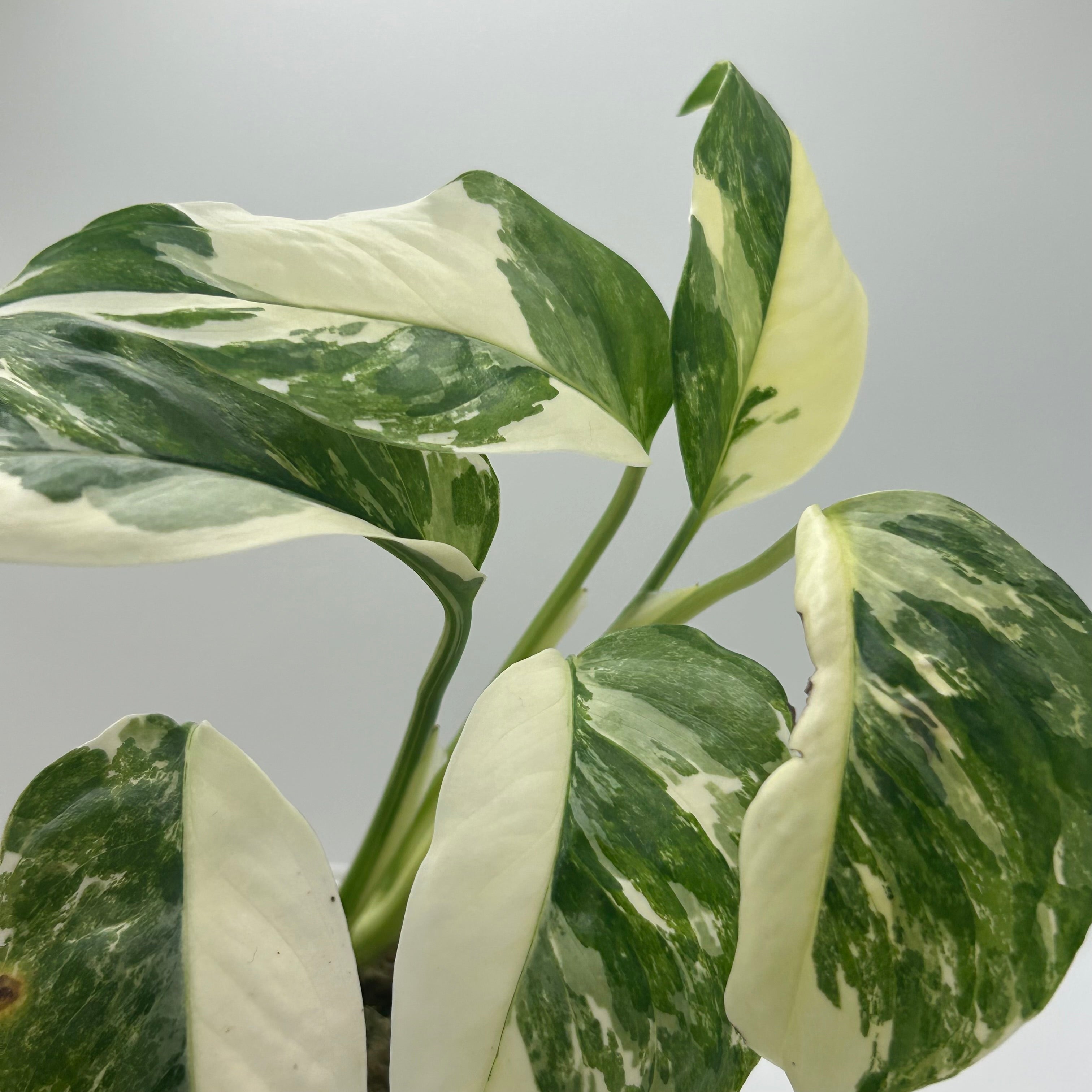 Monstera Lechleriana albo #1