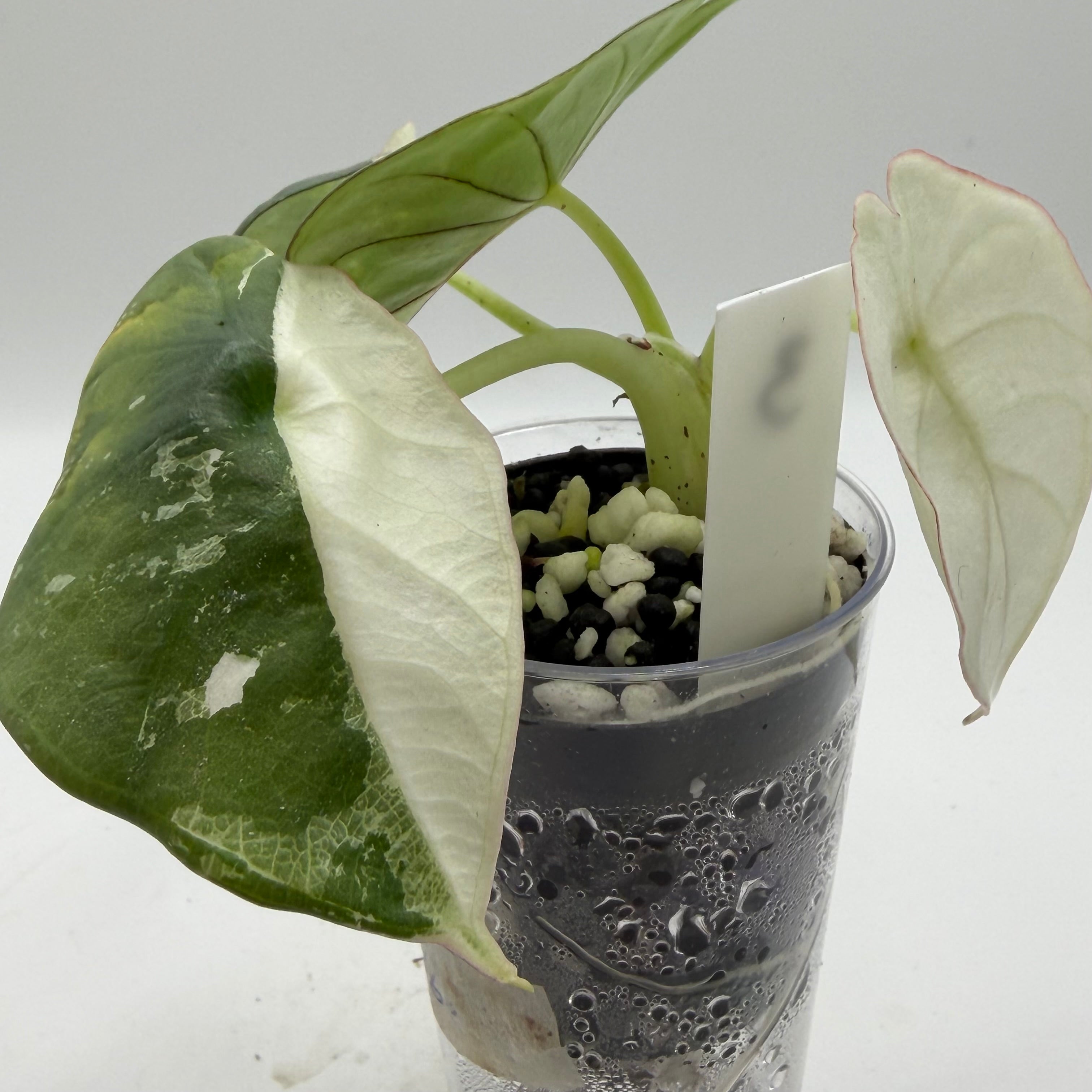 Alocasia Nebula albo/pink #3