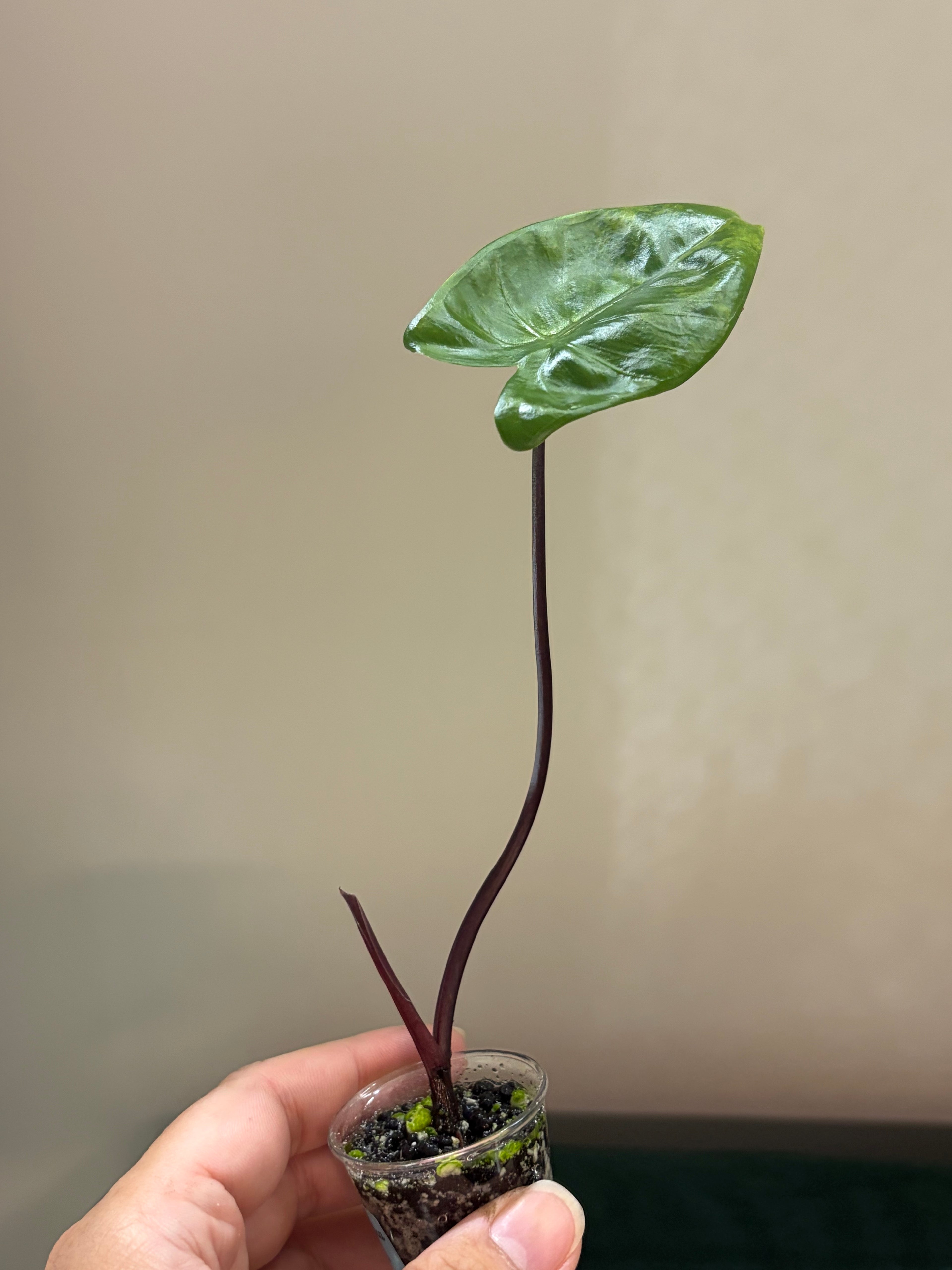 Alocasia Macrorrhiza black stem aurea