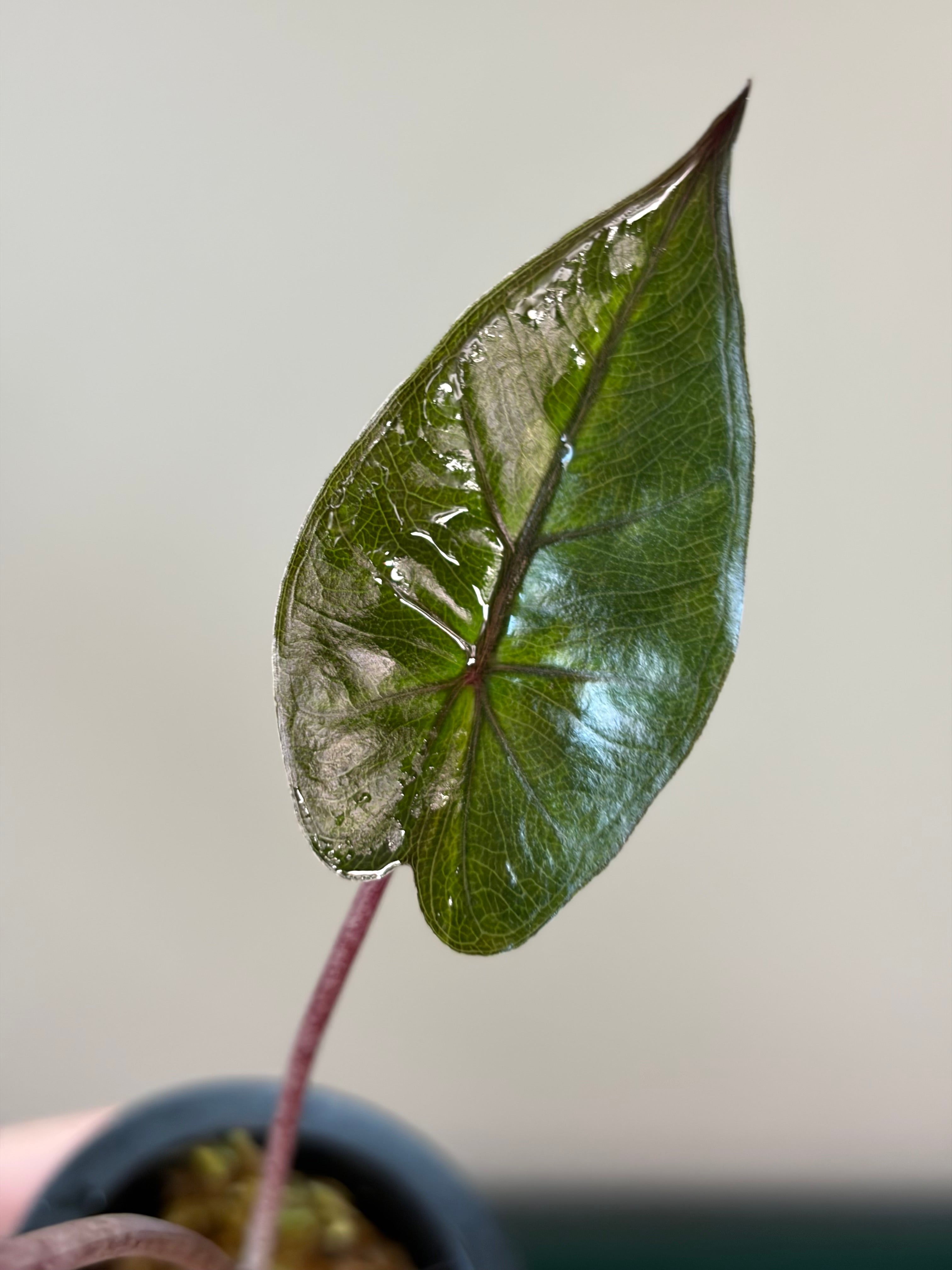 Alocasia Plumbea gold #1