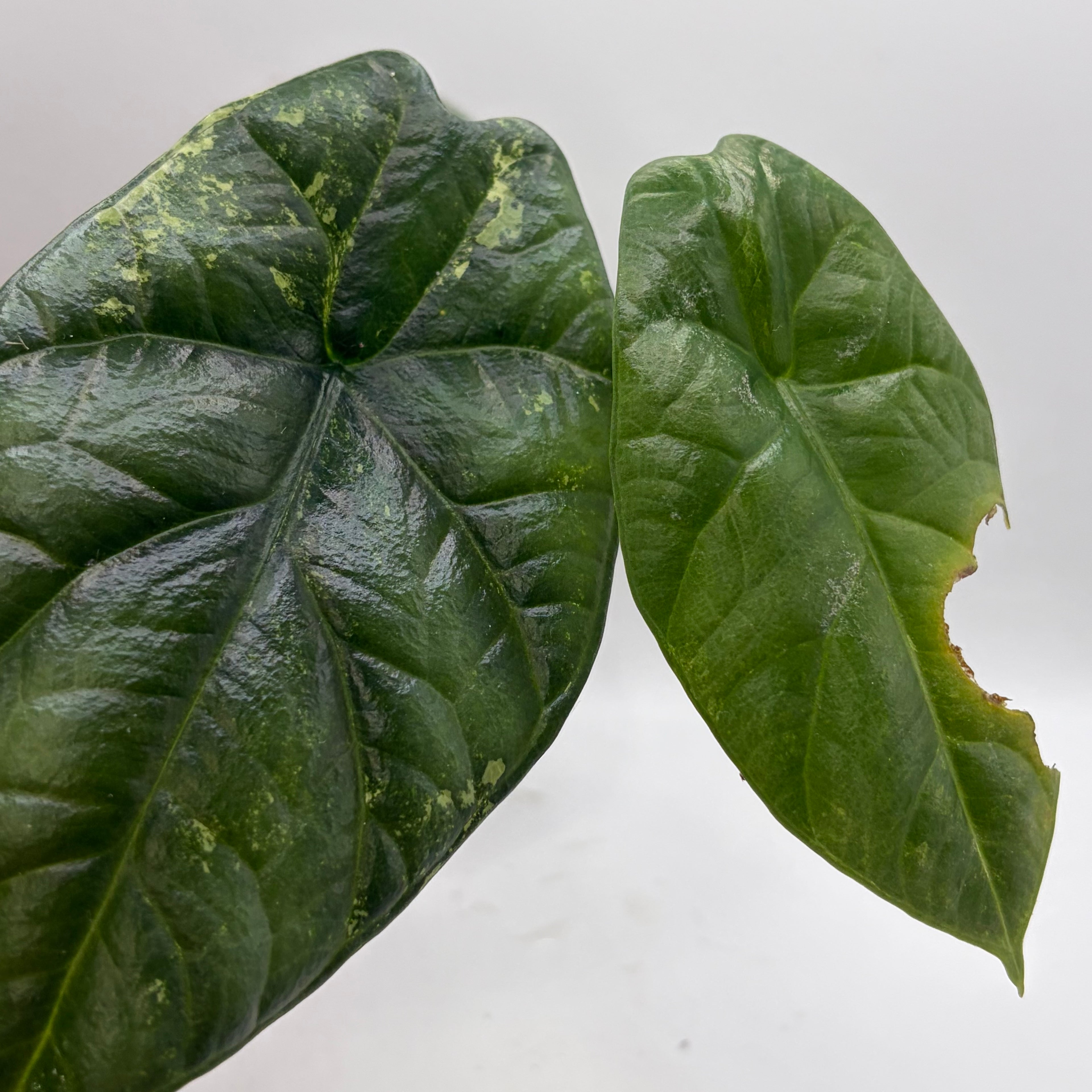 Alocasia Sinuata albo