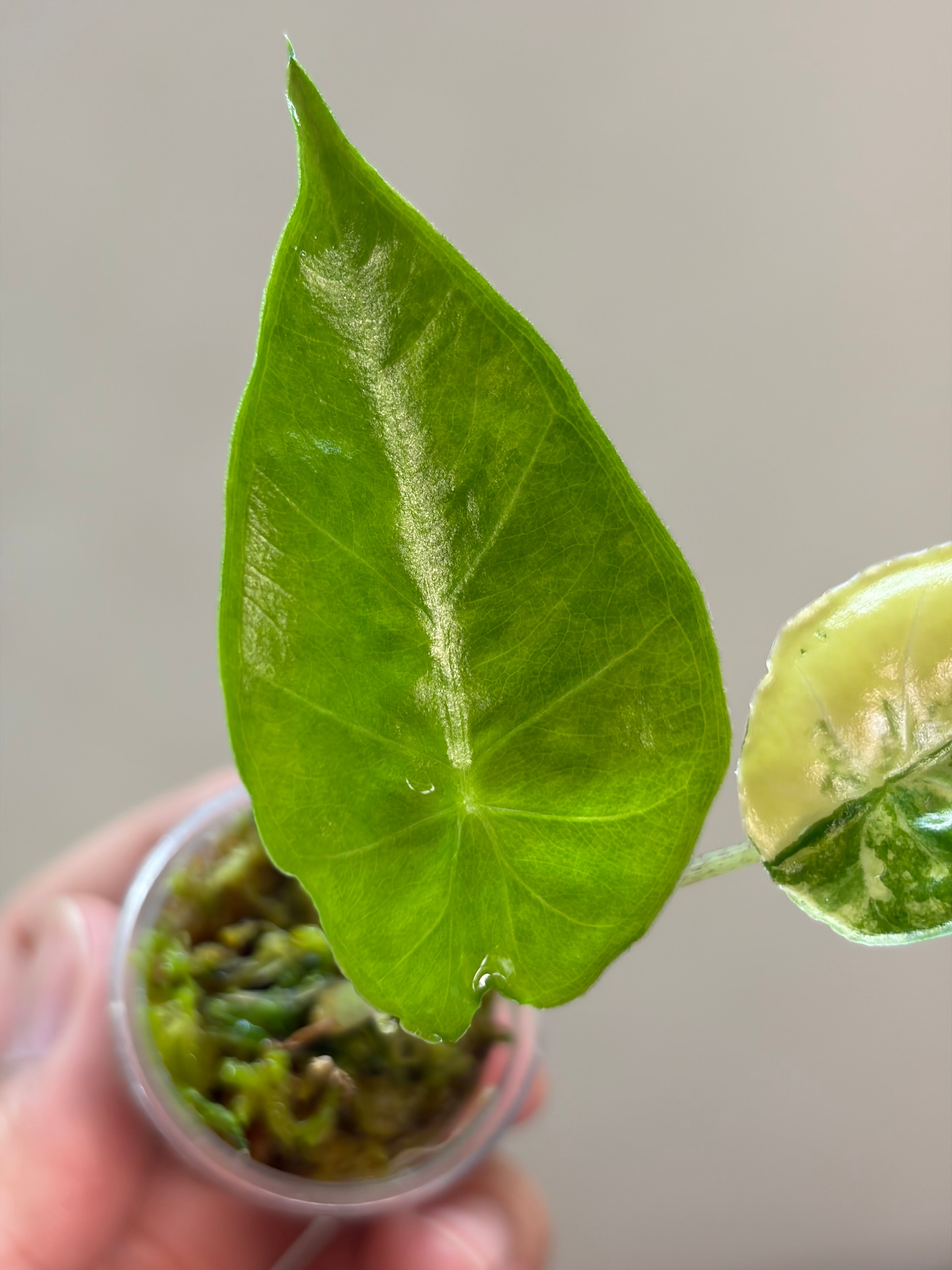Alocasia Calidora x infernalis #1