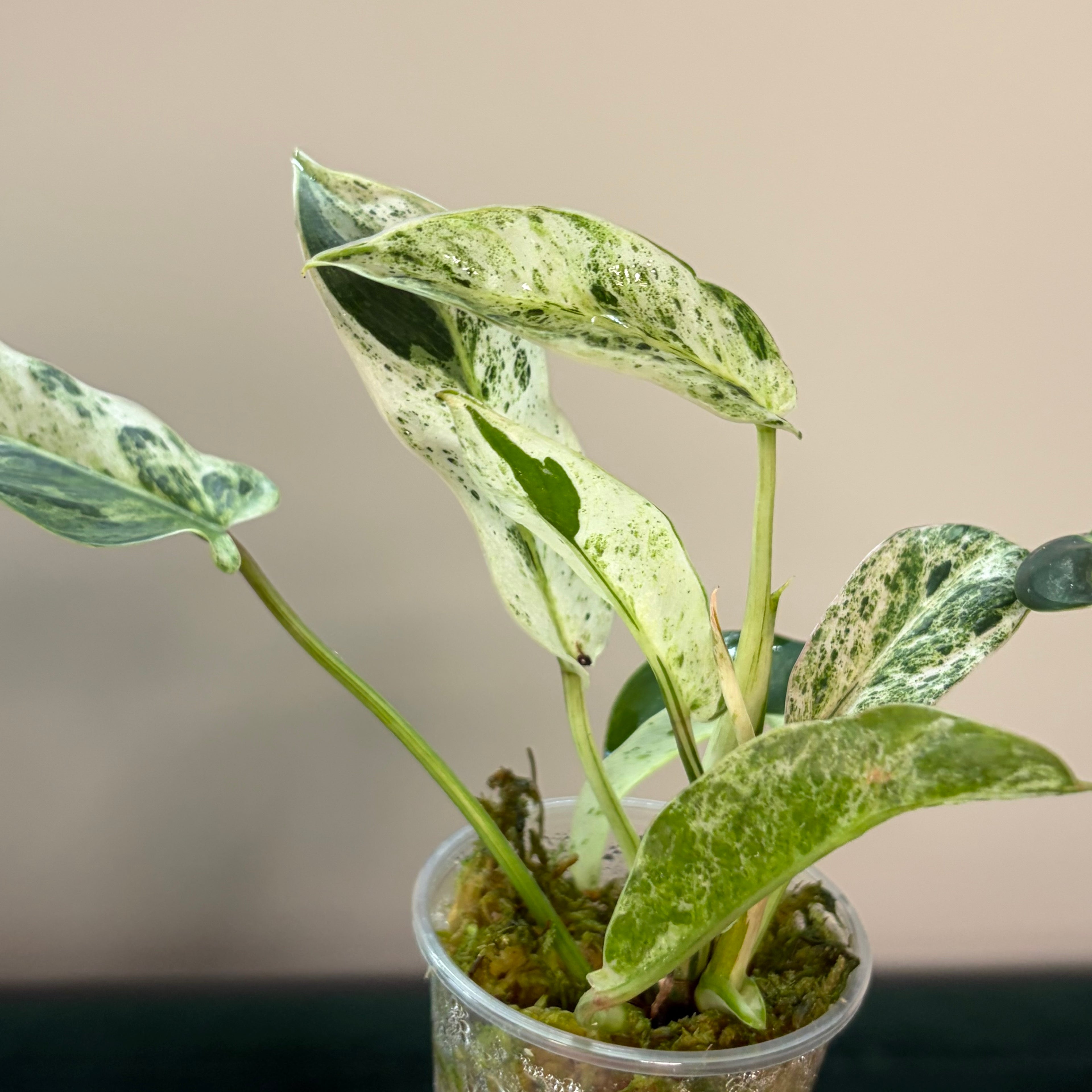 Philodendron Emerald Ice (LF)