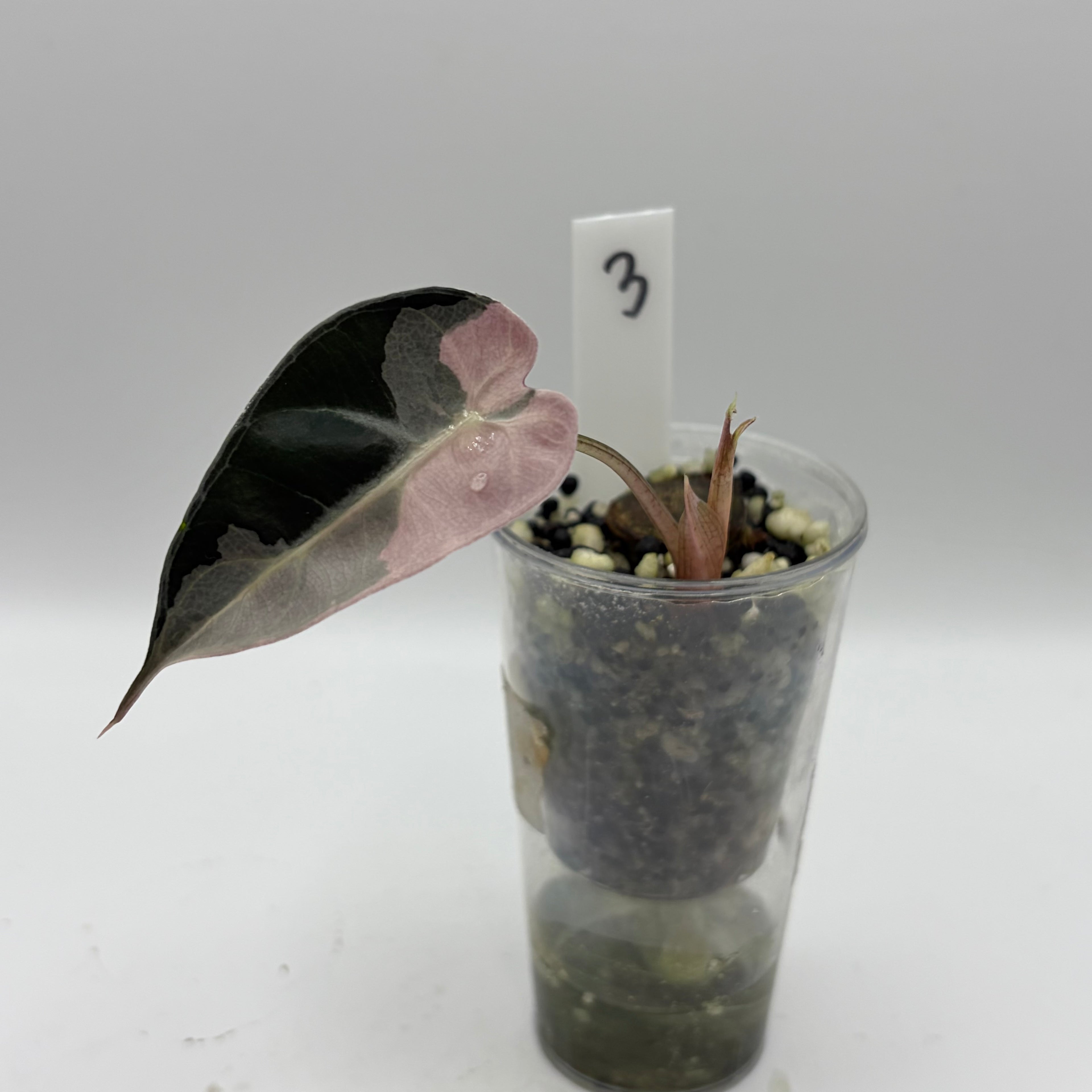 Alocasia Bambino pink