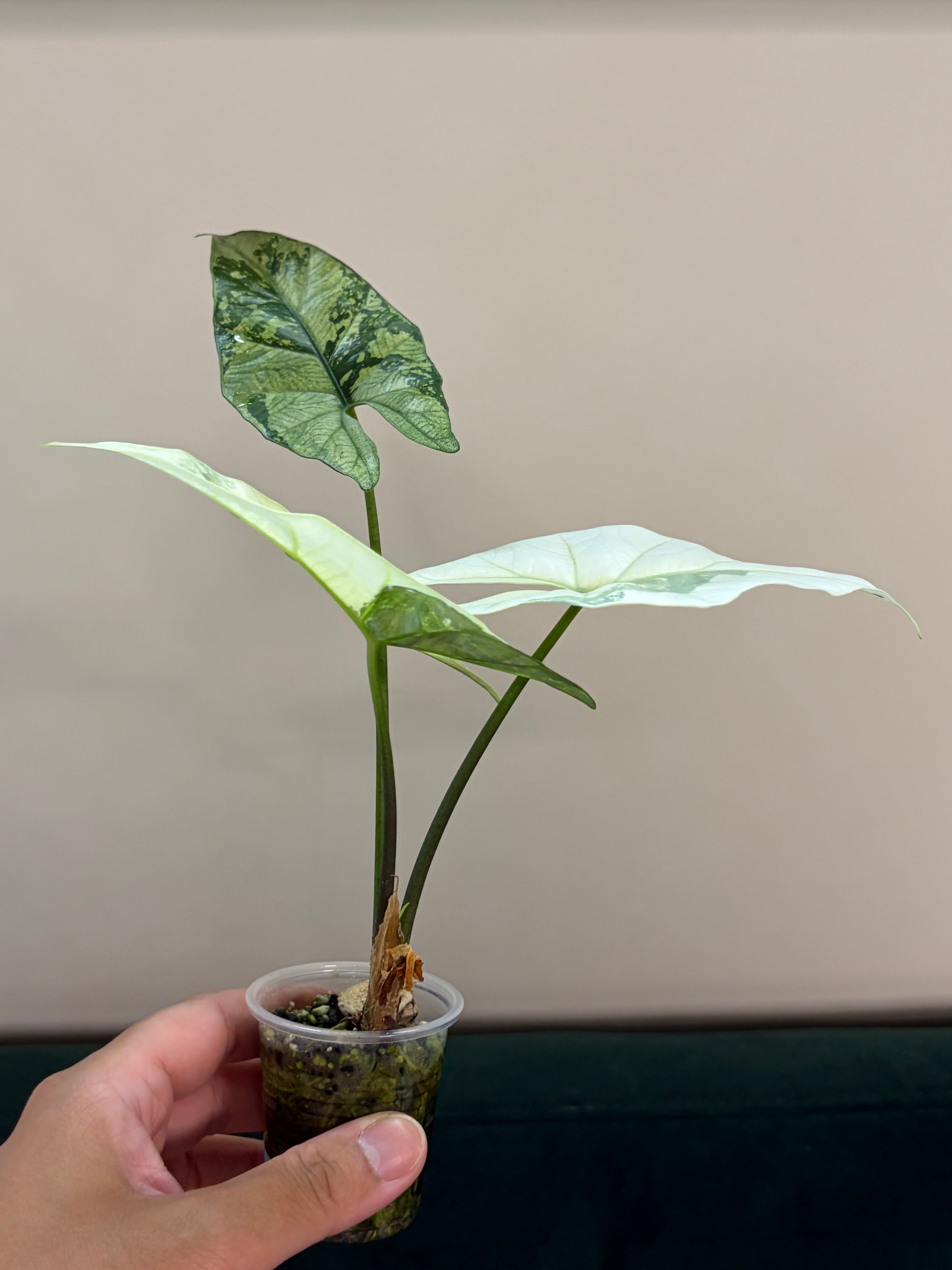 Alocasia Simpo albo #2