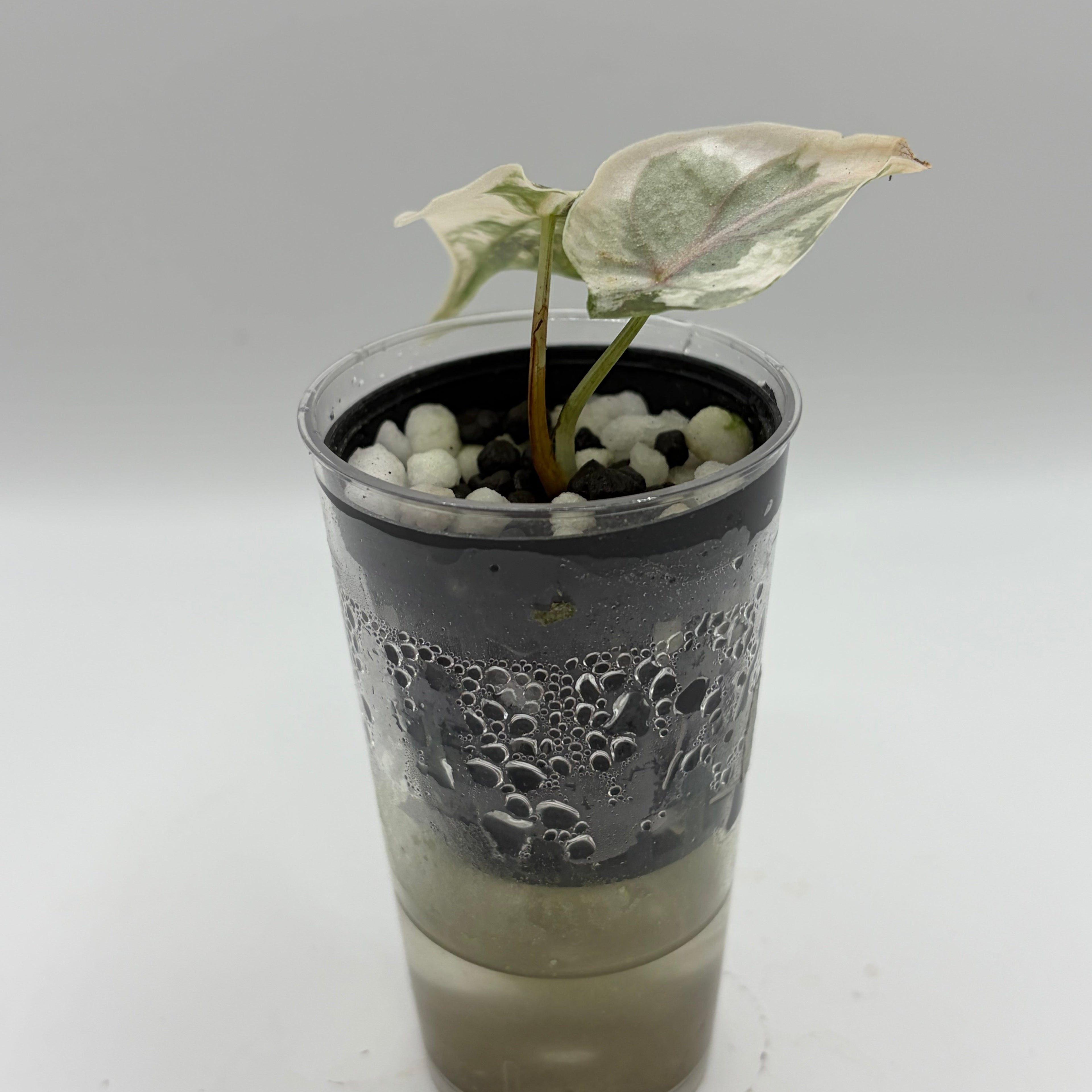 Alocasia Azlanii aurea