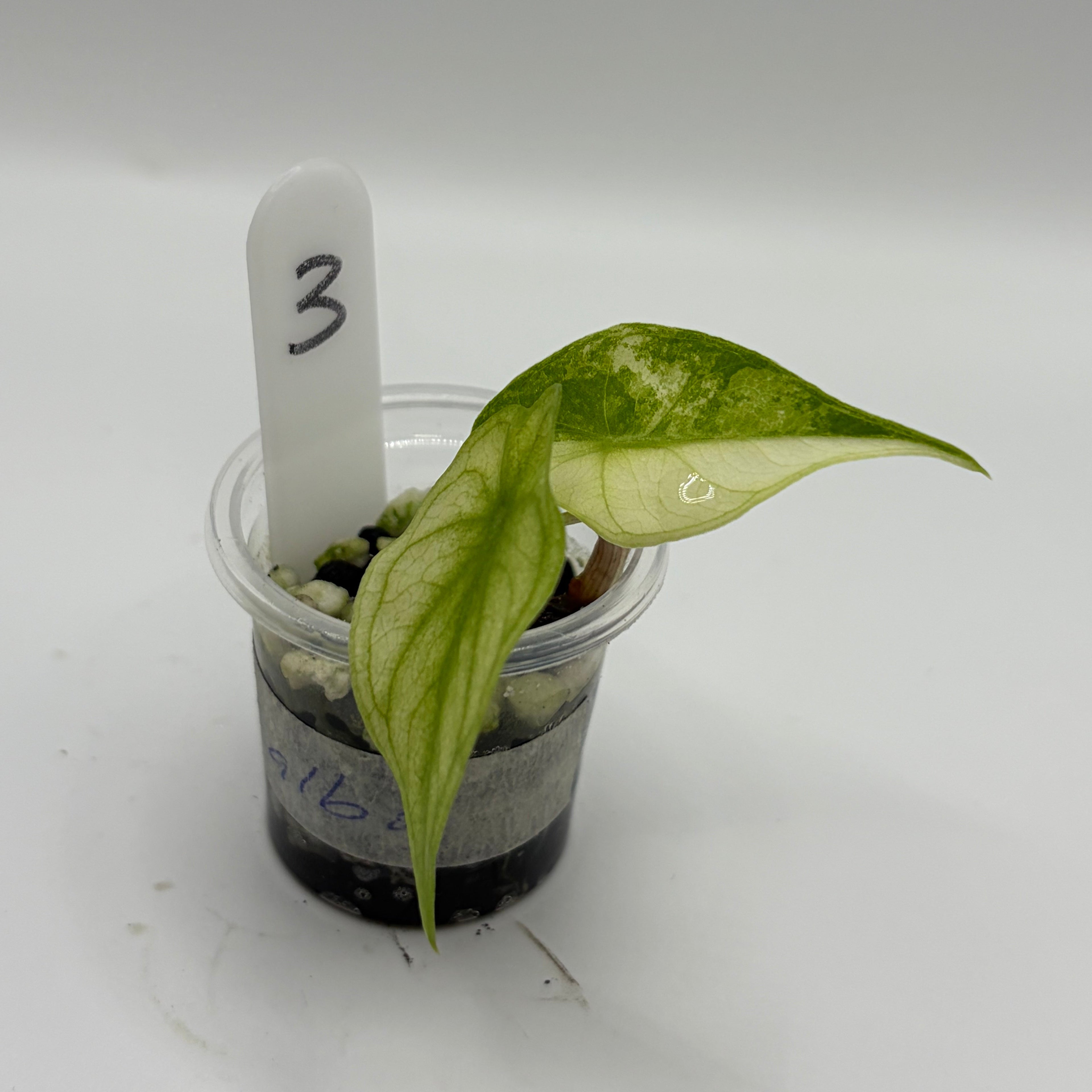 Alocasia Pink dragon albo #3