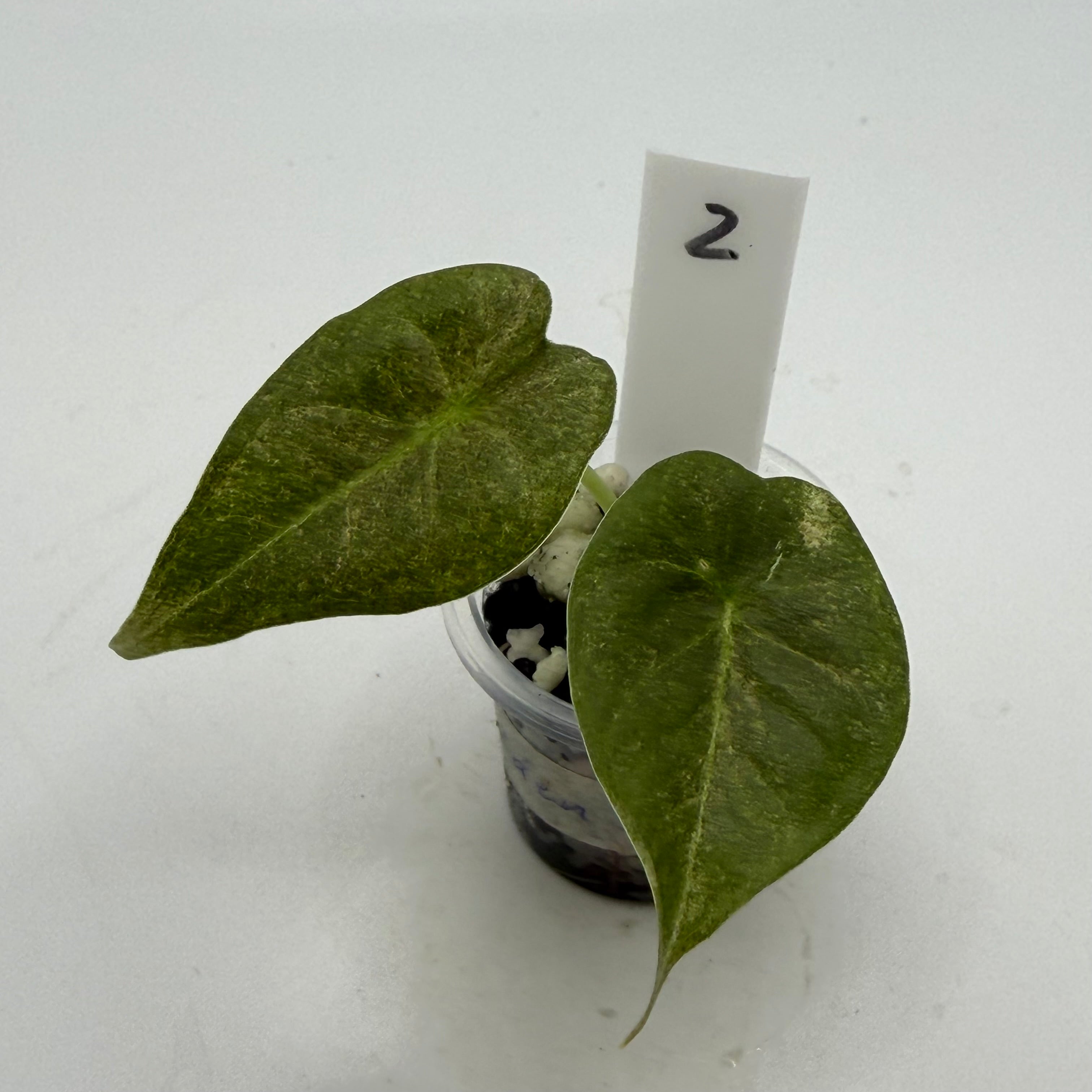 Alocasia Golden Bone pink splash #2