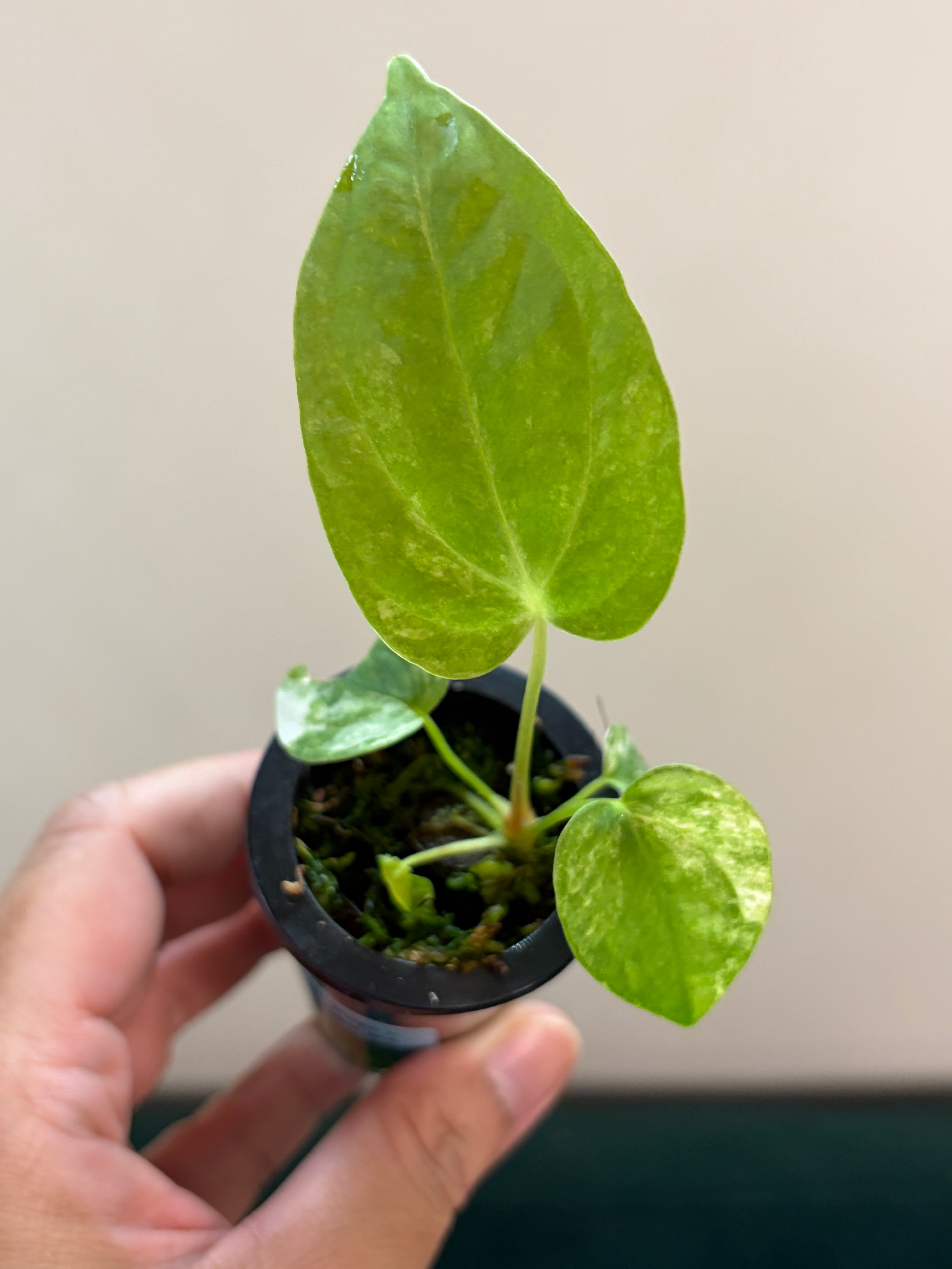 Anthurium Papillilaminum x Green mamba variegata #1