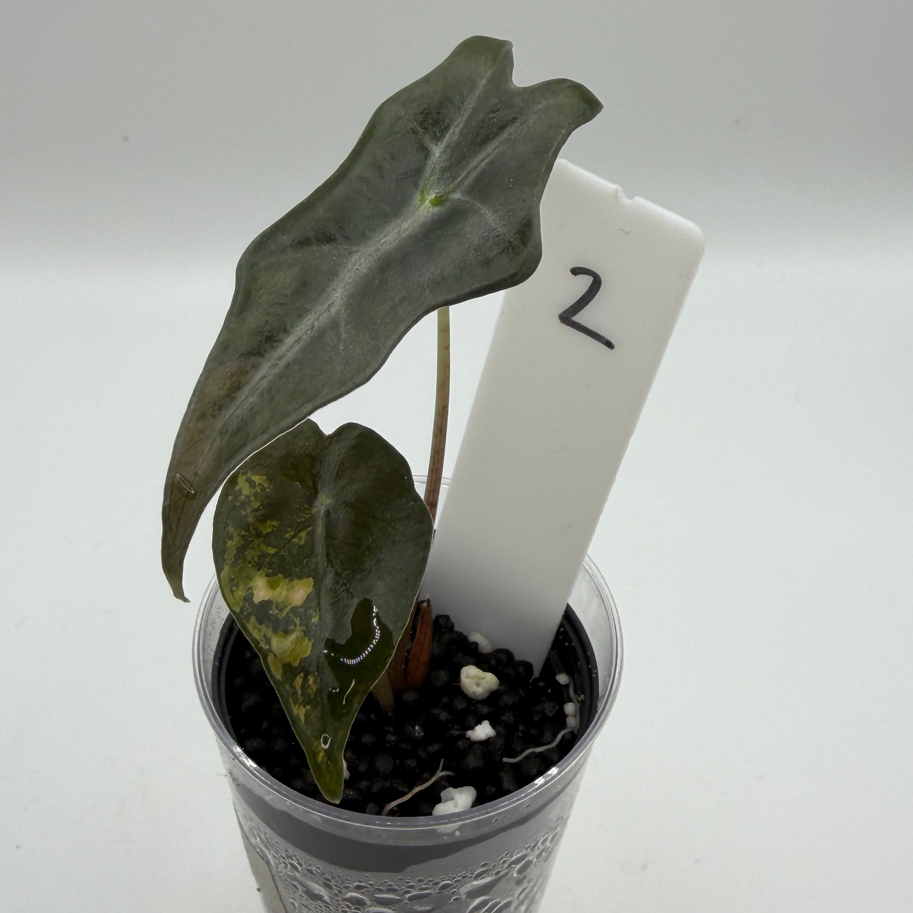 Alocasia Nobilis aurea