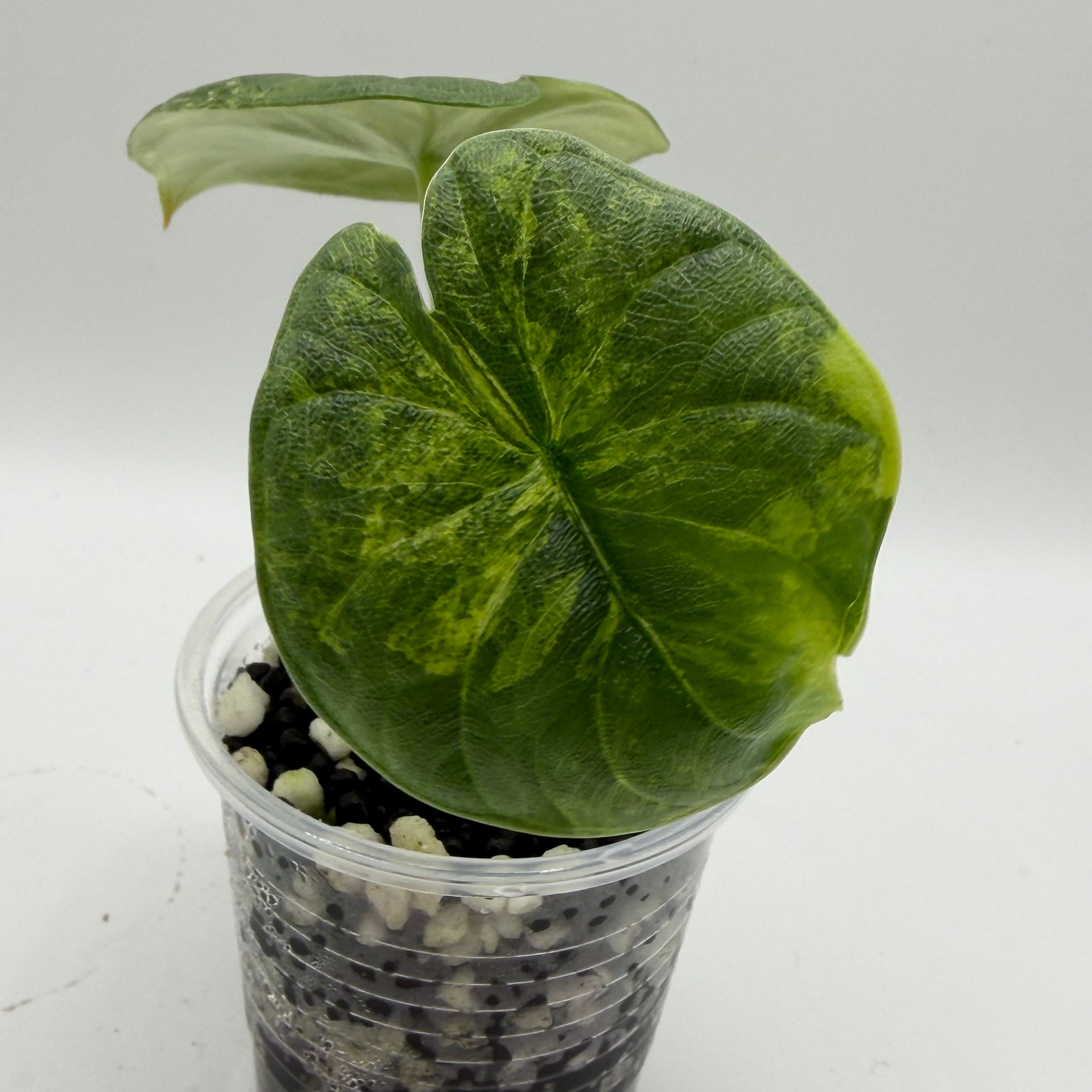 Alocasia Melo golden  #3